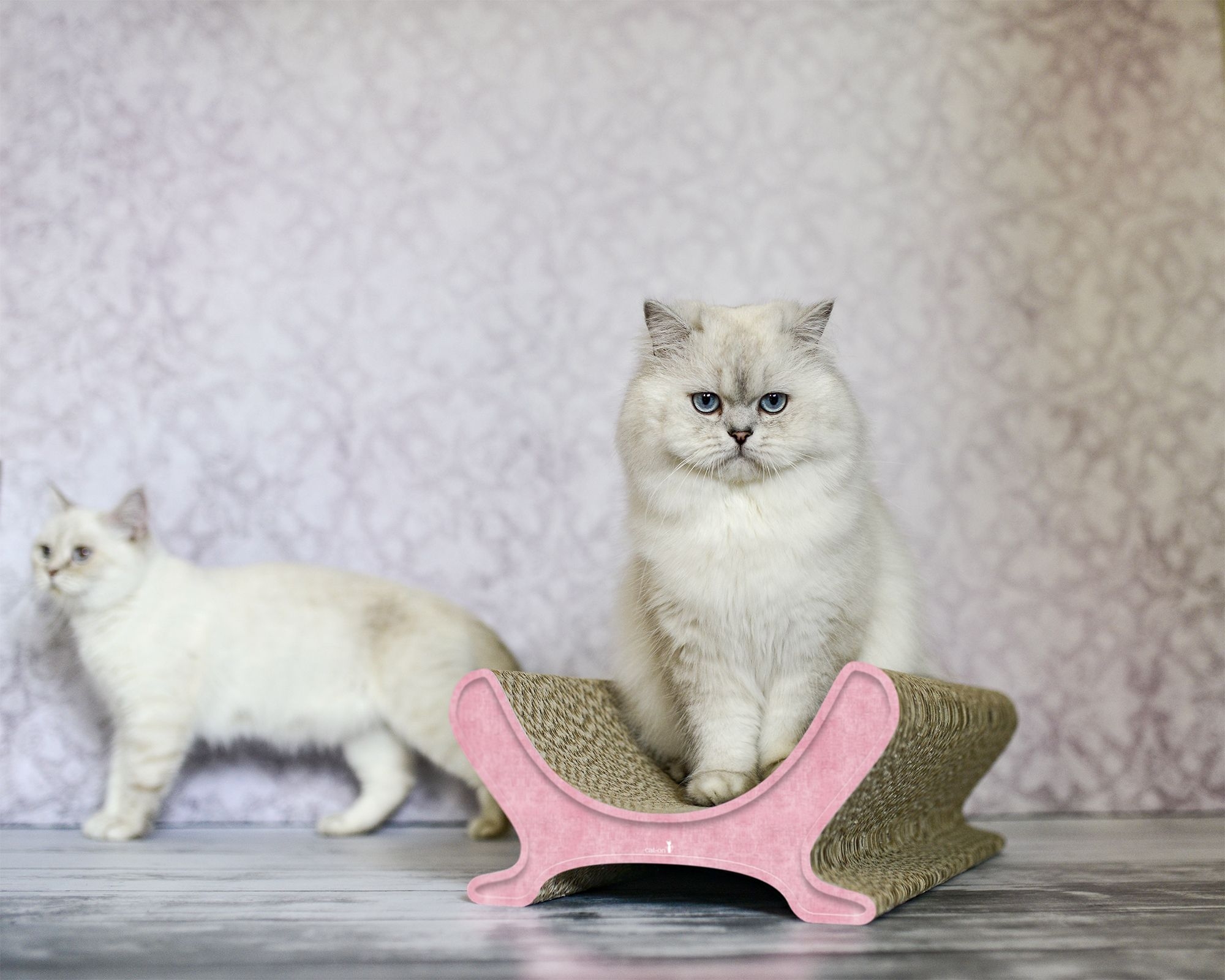 Chat sur LE PANIER sofa pour chat – meuble design en carton à griffer, fabriqué à la main à Berlin