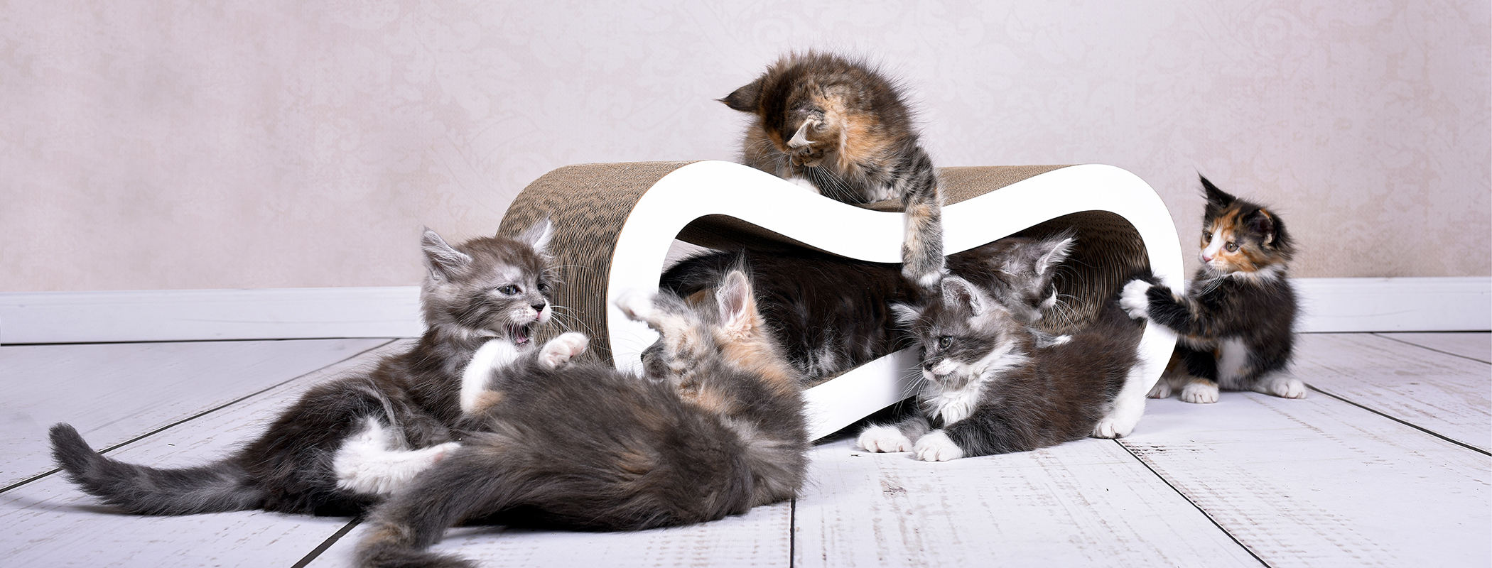 Design Kratzmöbel SINGHA M für Katzen Maine Coon Kitten spielen auf dem Design Katzenmöbel Singha M aus robuster Wellpappe