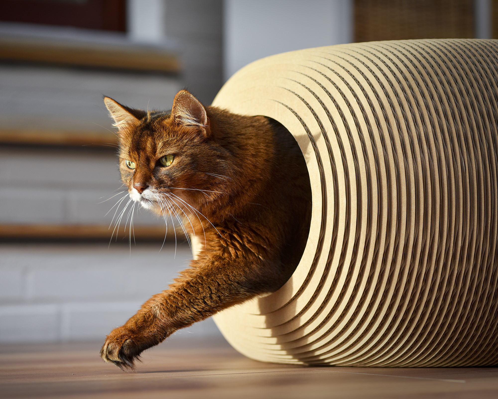 Moderne und stilvolle Design Katzenhöhle BILLE aus Premium Wellpappe Made in Berlin | cat on Eine große Katze kommt durch die große Öffnung der Katzenhöhle BILLE aus Wellpappe