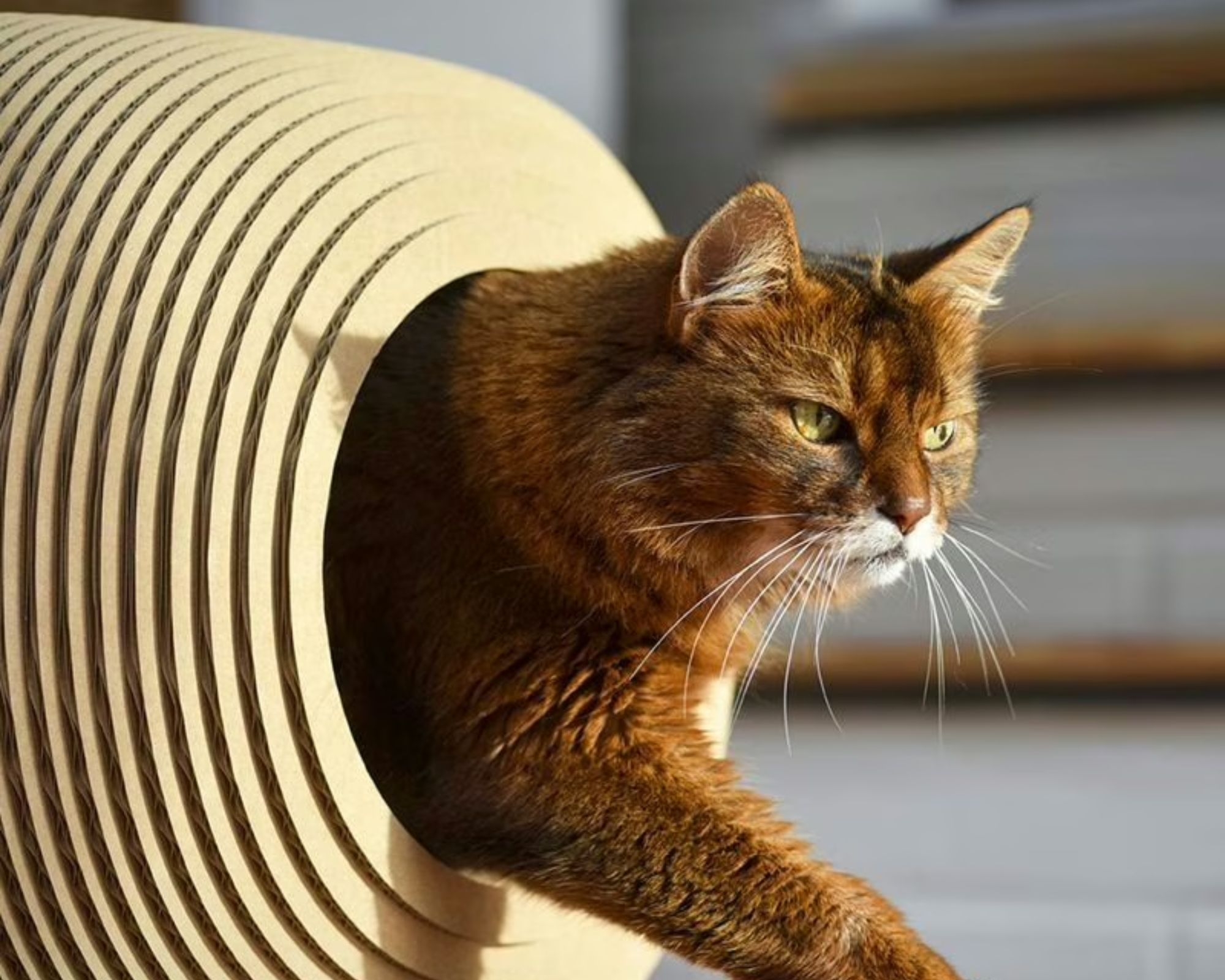 Meubles à griffer faits main – rejoignez-nous comme revendeur Chat regardant la caméra – programme partenaire B2B cat-on