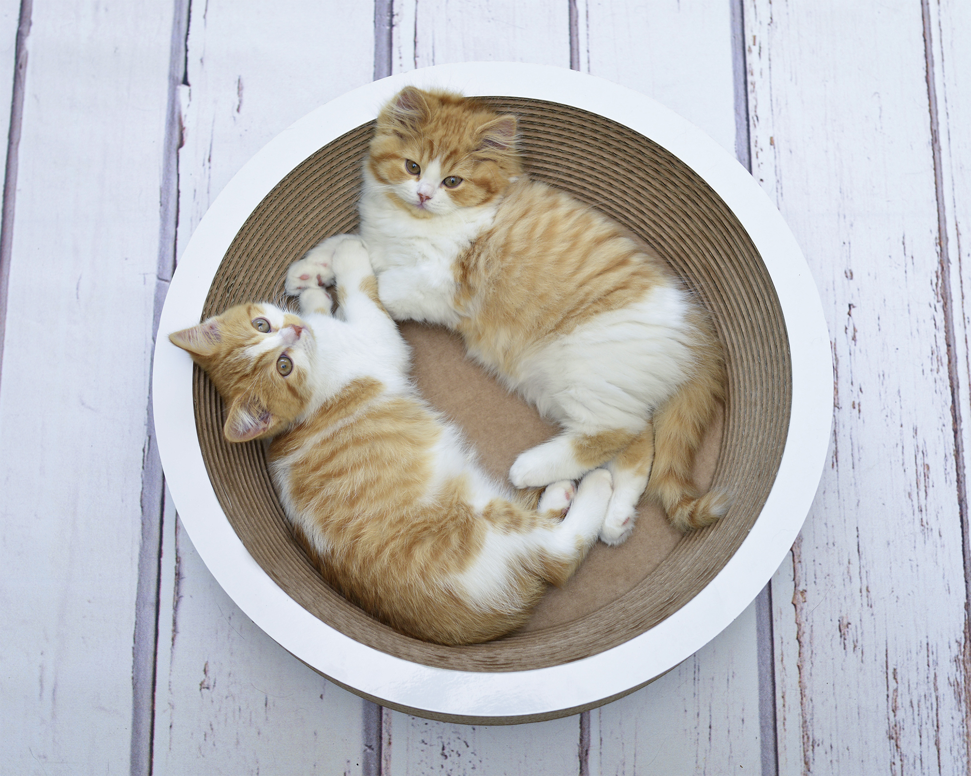 Zwei Kitten kuscheln in Katzenschale LA COUPE Ø40 cm Zwei kleine Katzen liegen gemütlich in der runden Katzenschale LA COUPE Ø40 cm aus nachhaltiger Wellpappe.