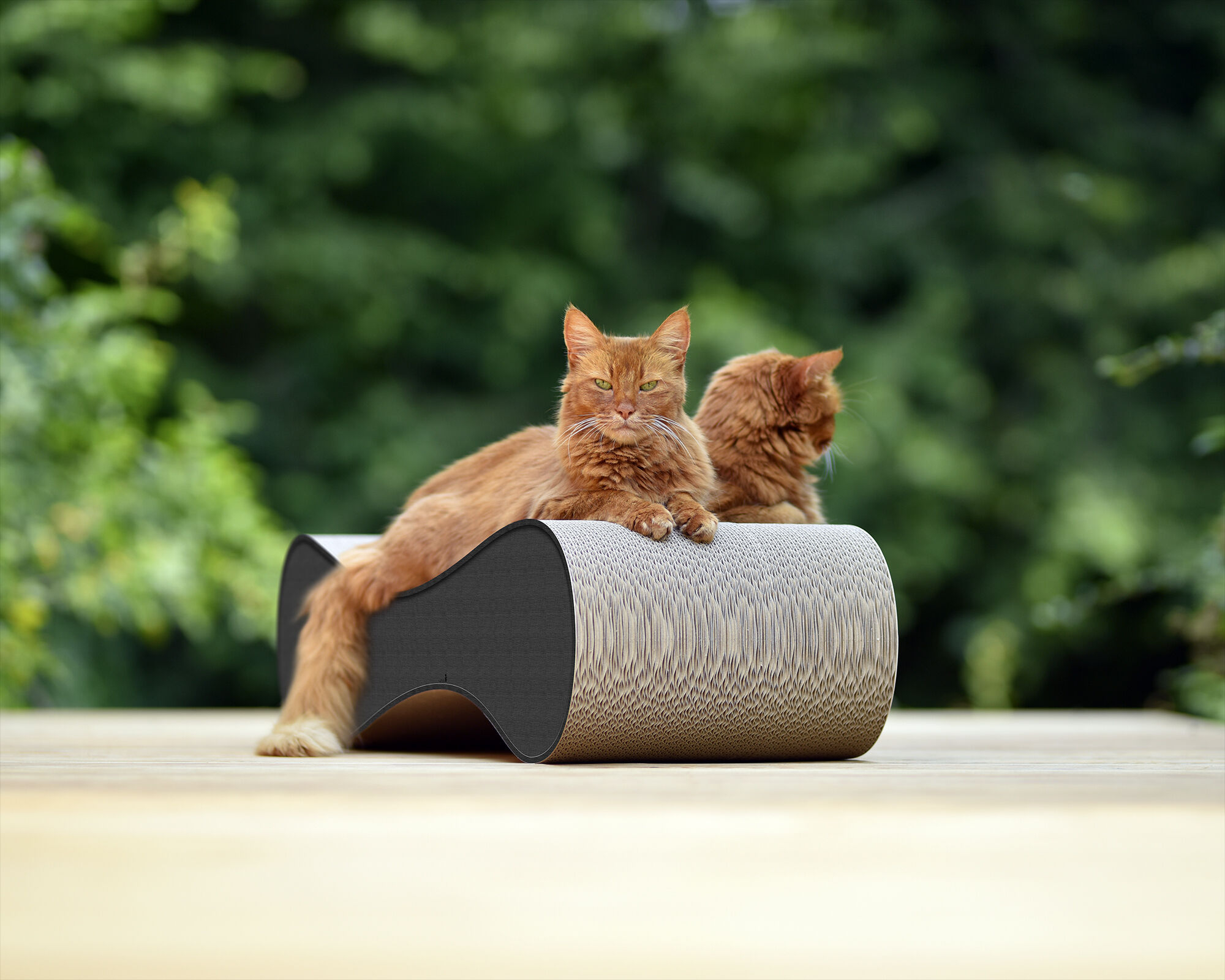 Un chat se repose sur LE VER L – le griffoir sculptural, élégant et robuste en carton durable, idéal pour les intérieurs modernes.