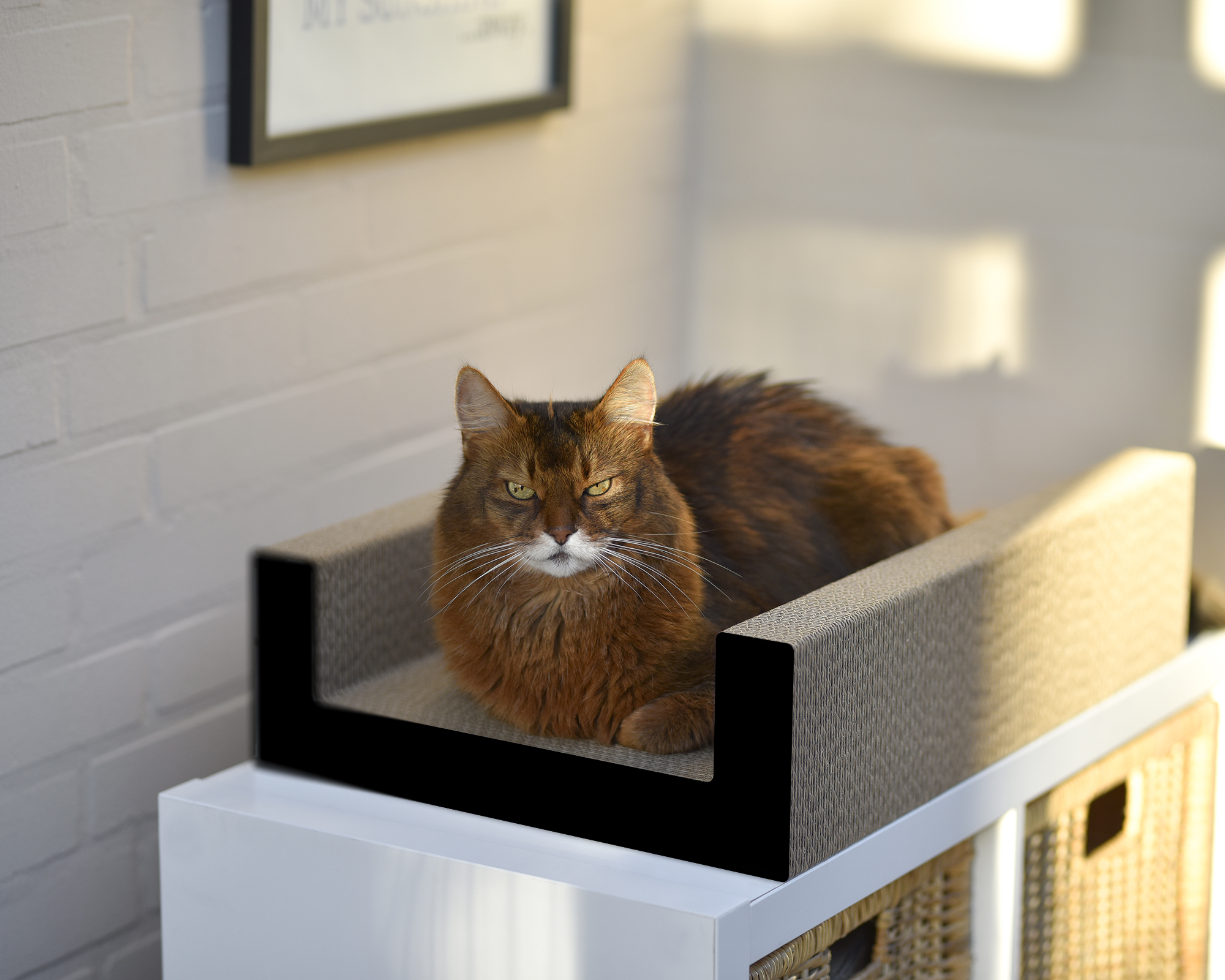 Un chat se repose et griffe sur PURRFECT SCRATCH LOUNGE – un griffoir moderne en carton ondulé durable pour chat, au design élégant.