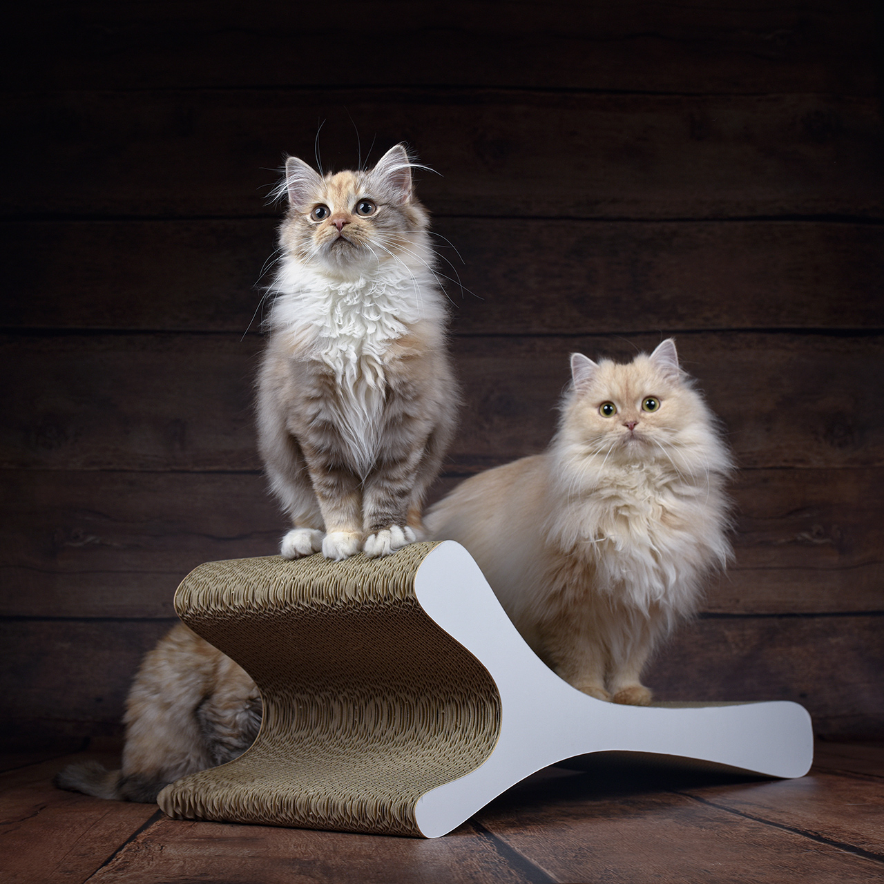 Coole Katzenmöbel – Spiel- und Kratzspaß für kleine Katzen Zwei kleine Katzen spielen und entspannen auf modernen, in Deutschland gefertigten Katzenmöbeln aus Wellpappe.