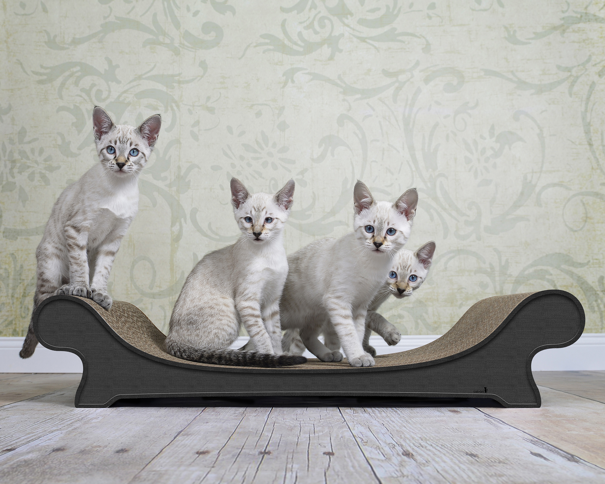 Cat-on LE CANAPÉ PLUS: Katze relaxt auf dem eleganten Katzensofa in Farbe Anthrazit Kratzpappe Deutscher Hersteller, nachhaltig und robust.