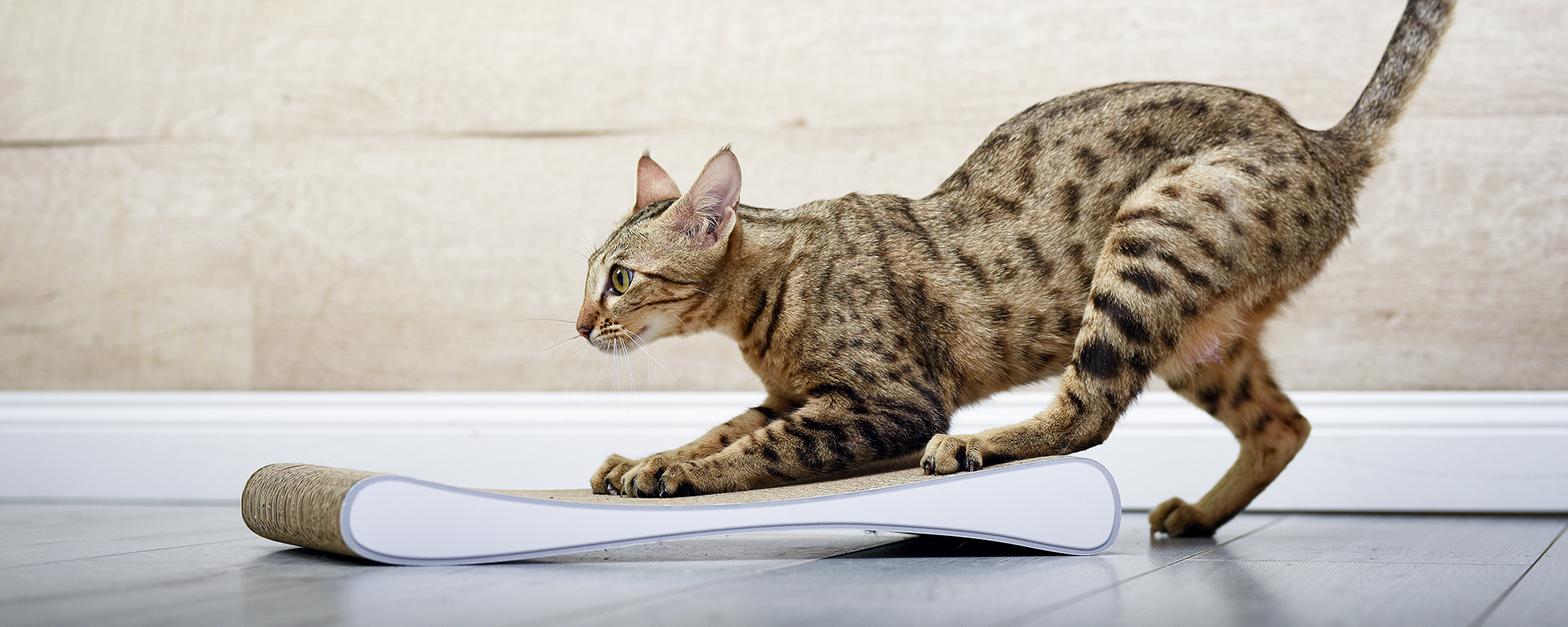 cat-on | small scratching board for cats Grattoir Junior Tabby cat scratches the sturdy scratching cardboard from cat-on on the Grattoir Junior cat scratching board.