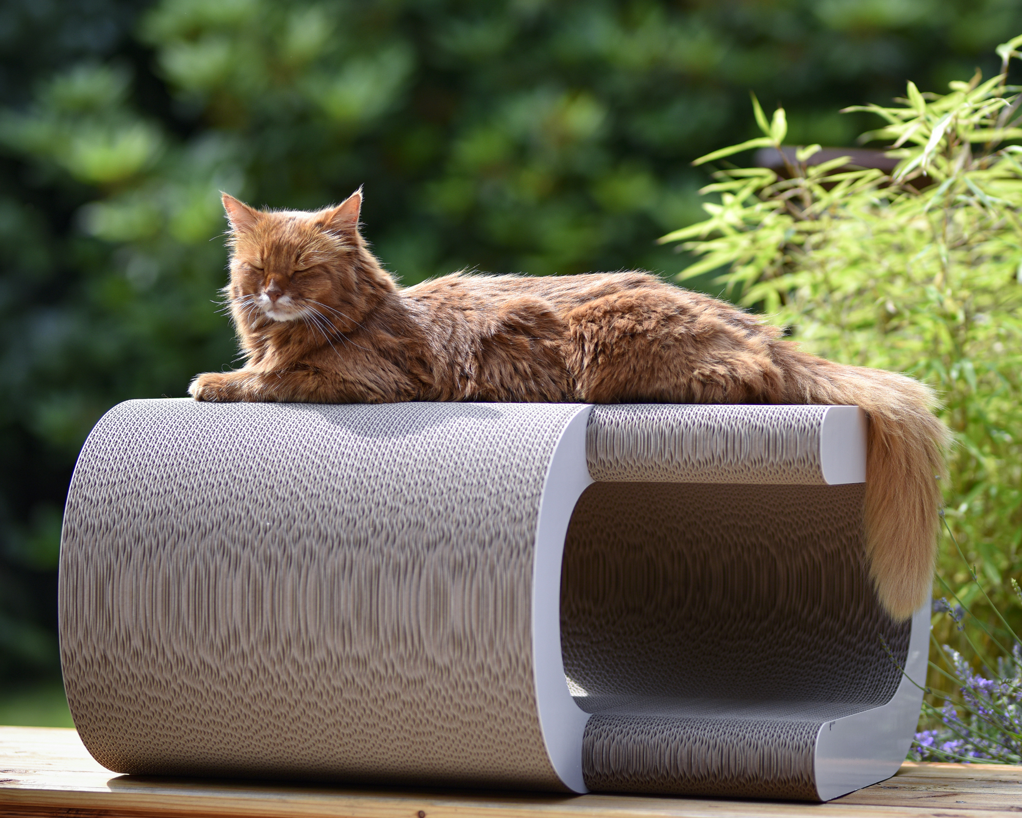 LA VAGUE XL - weisses Designer Kratzmöbel für Katzen aus Kratzpappe Eine Somali Katze liegt in der Sonne aud dem Designer Katzenmöbel La VAgue XL aus Wellpappe