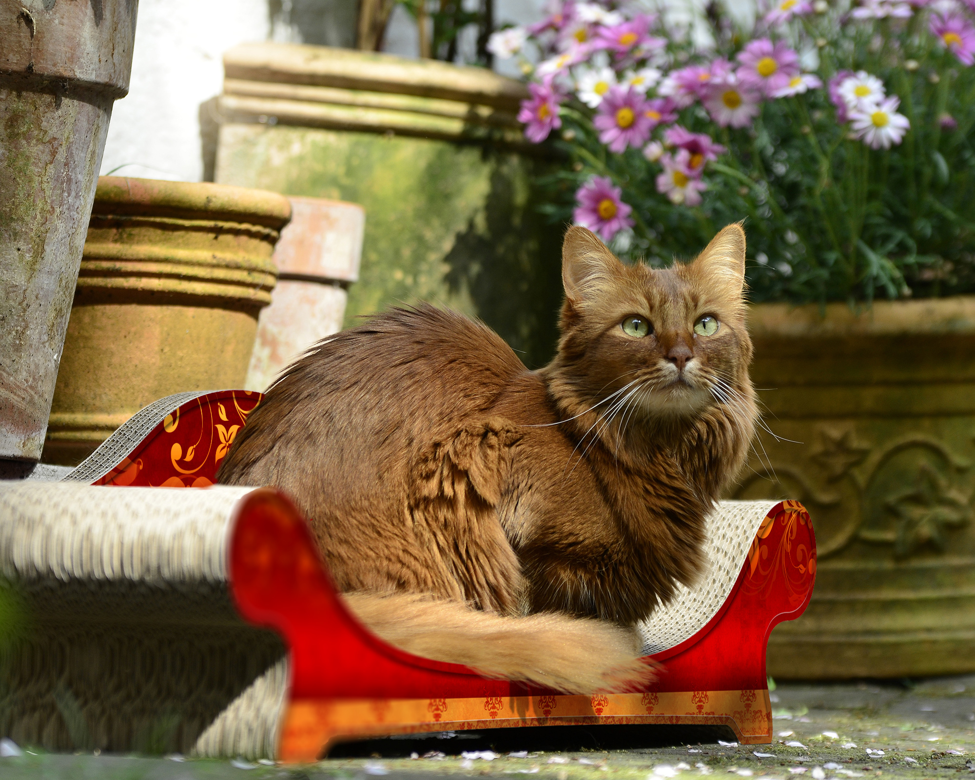 LE CANAPÉ PLUS Katzensofa, élégance (030)