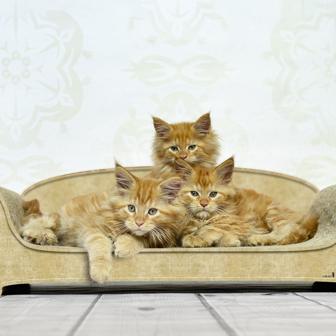 VERTIGE - le canapé griffoir élégant pour chats en carton écologique