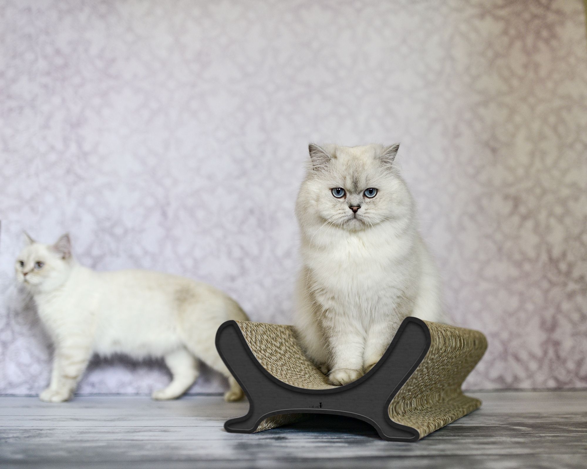 Katze auf LE PANIER Katzenliege – Designer Katzencouch aus Kratzpappe, handgefertigt in Berlin