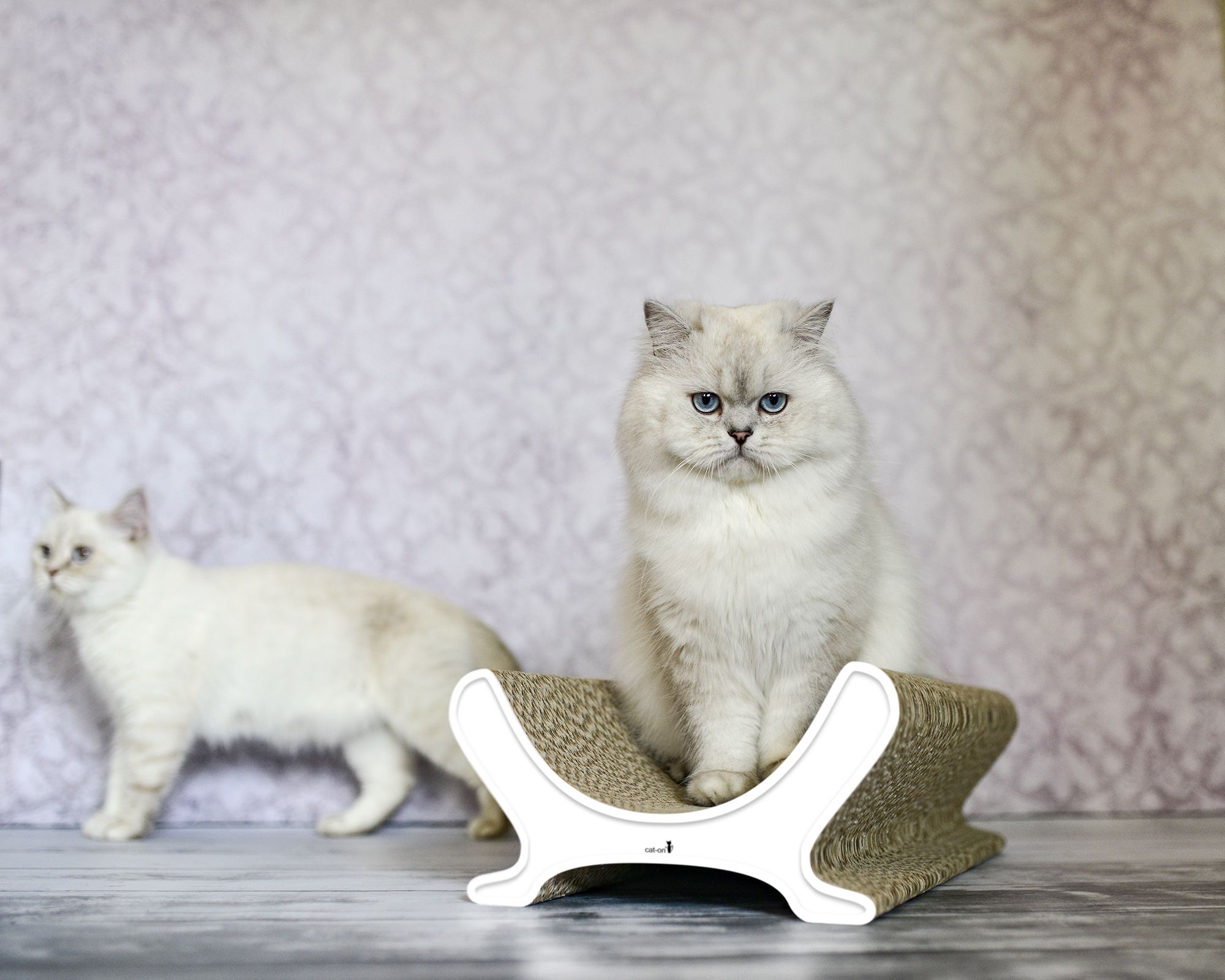 Katze auf LE PANIER Katzenliege – Designer Katzencouch aus Kratzpappe, handgefertigt in Berlin