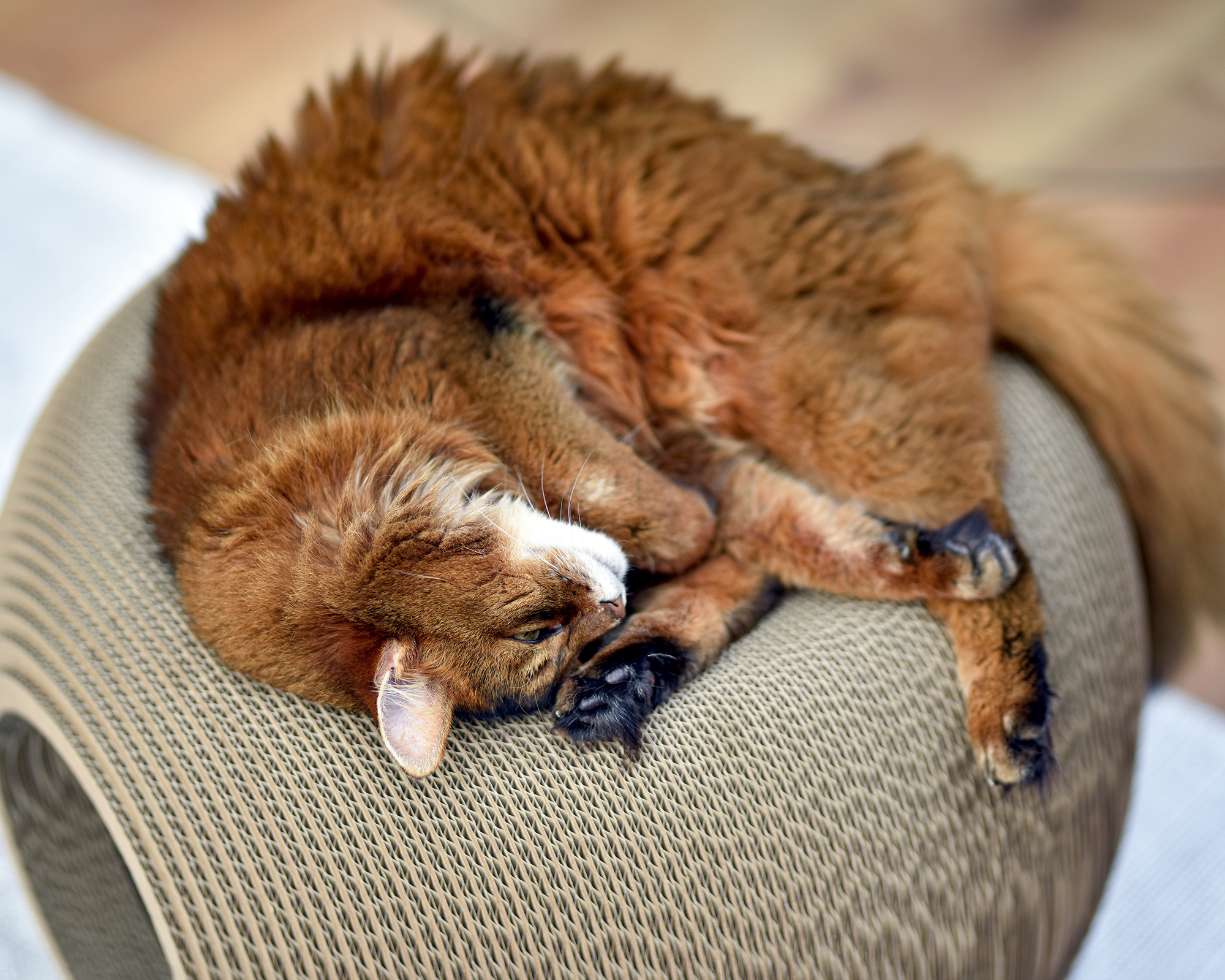 cat-on Katzenkorb Bille aus Wellpappe Katze schläft eingerollt auf gemütlichem Katzenkorb aus Wellpappe von cat-on