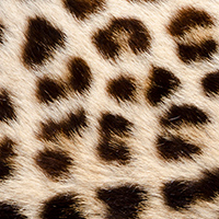 cheetah (052)