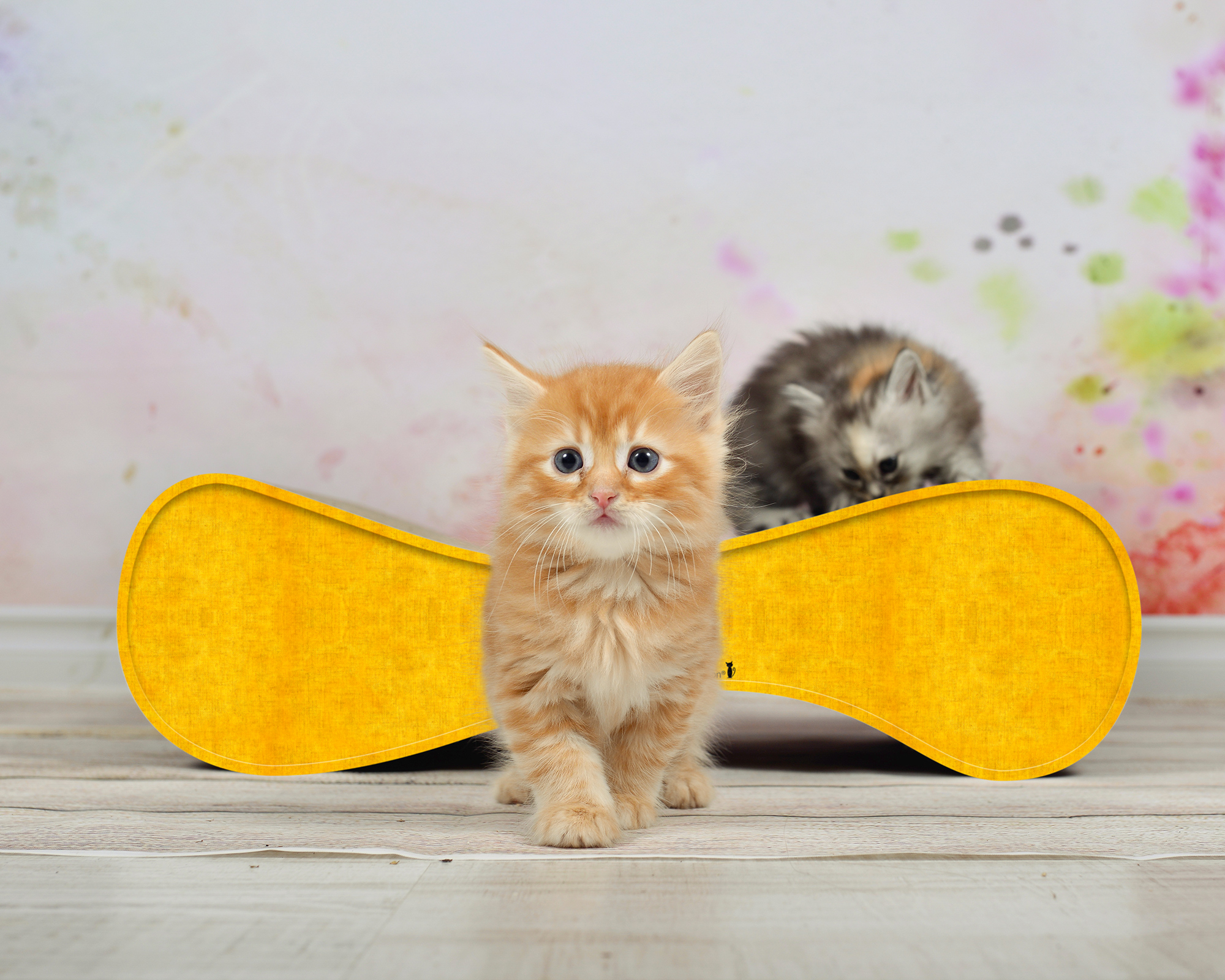 Katzensofa LE VER S in Dunkelgelb – modernes Kratzmöbel aus Wellpappe LE VER S Katzensofa in Dunkelgelb – hochwertiges Katzenmöbel und Liegeplatz aus Kratzpappe, handgefertigt in Deutschland