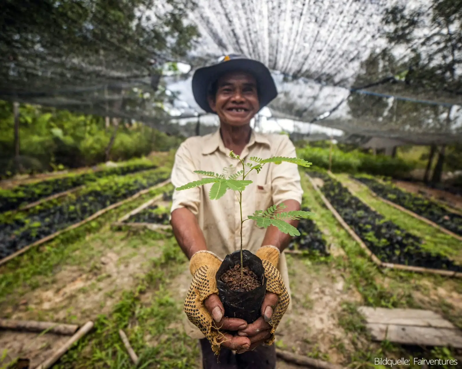 Pflanzen Umweltschutz Borneo
