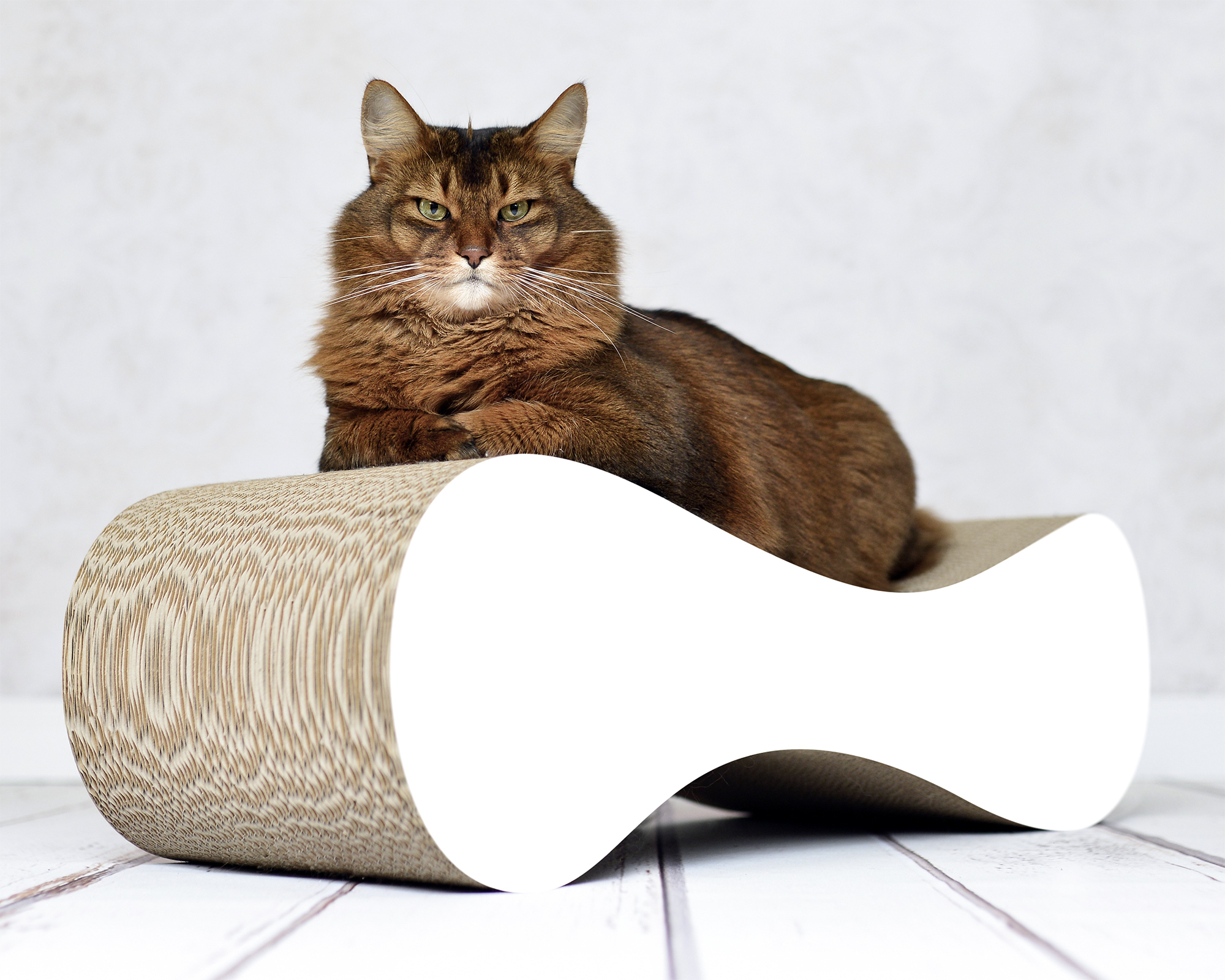 Elegantes Design Kratzmöbel LE VER aus robuster Premium-Wellpappe Somali Kater liegt auf dem ergonomischen Design Kratzmöbel LE VER aus nachhaltiger Premium-Wellpappe