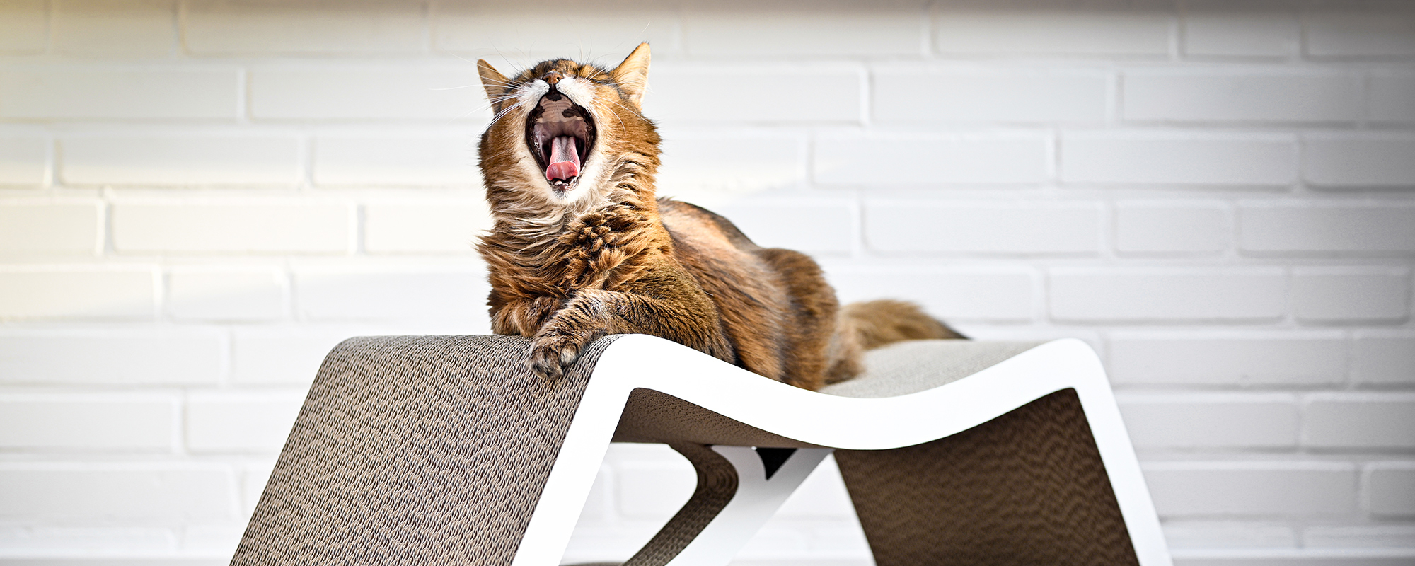 Kratzmöbel LE PONT – Entspannter Platz für große Katzen 2 Große Katze gähnt entspannt auf dem eleganten Kratzmöbel LE PONT.