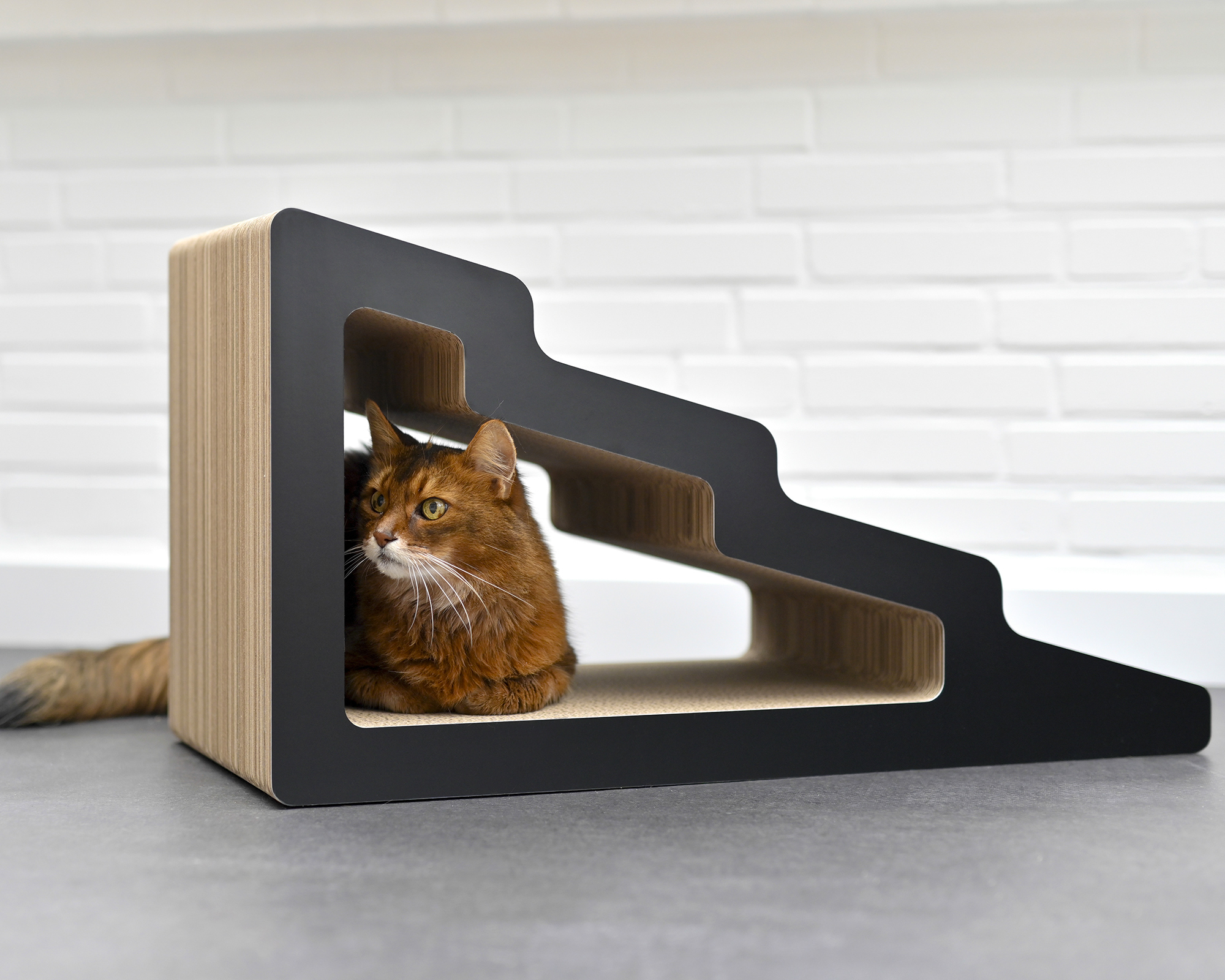 Cool cat sitting under stylish Kaidan scratching stair made of scratching cardboard