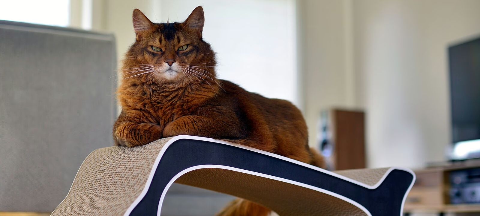 LA BALEINE – Design Kratzmöbel aus nachhaltiger Wellpappe in Walform | cat-on LA BALEINE – Design Kratzmöbel in Walform aus nachhaltiger Wellpappe, handgefertigt in Berlin von cat-on