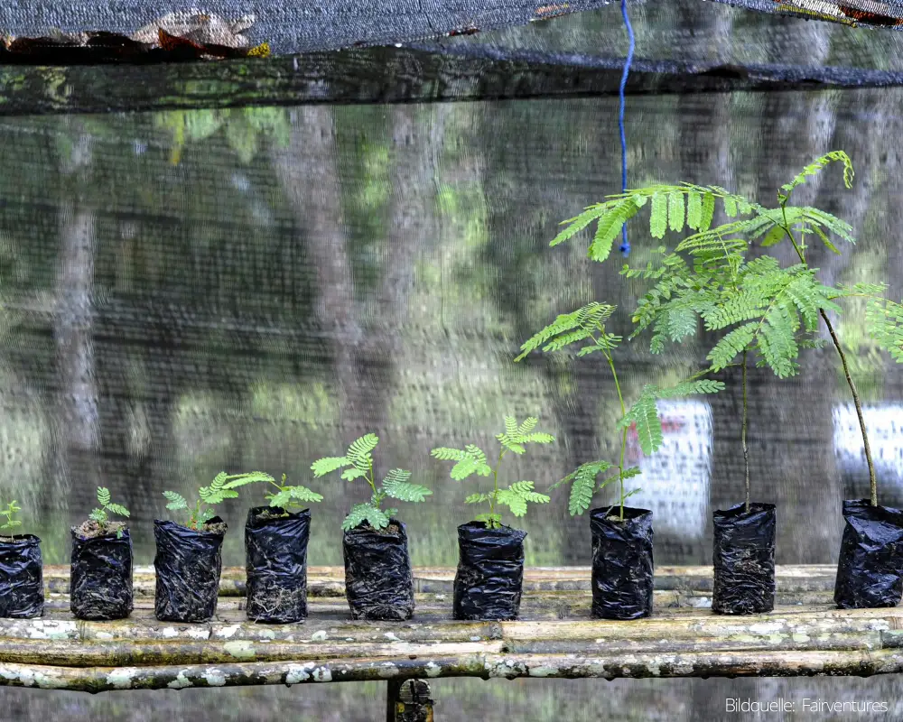 Pflanzenschutz Klima und Umweltschutz auf Borneo