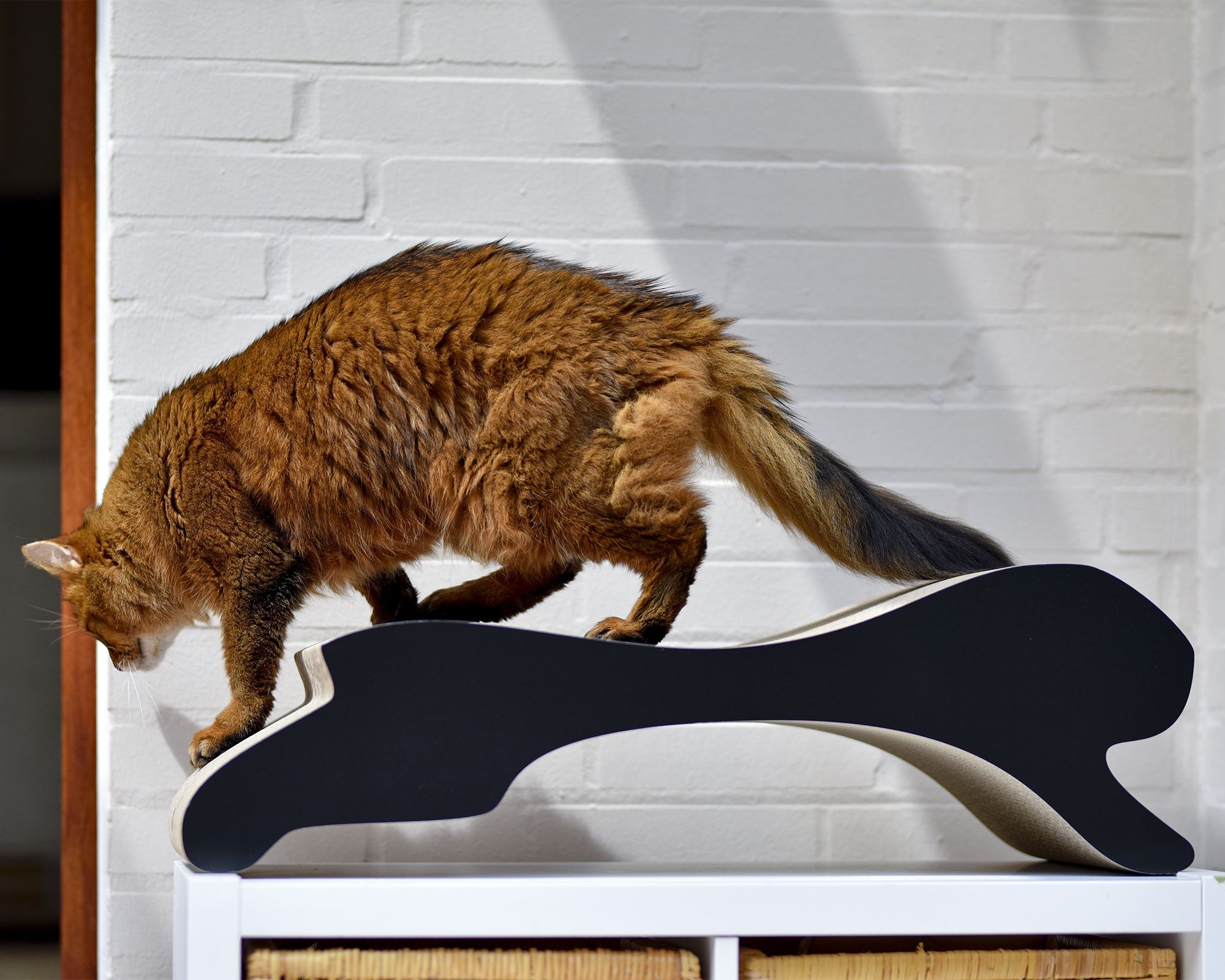 Eine Katze chillt entspannt auf dem modernen Design-Katzenmöbel Motion – stilvolles Kratzmöbel, Liegeplatz, Katzenbett