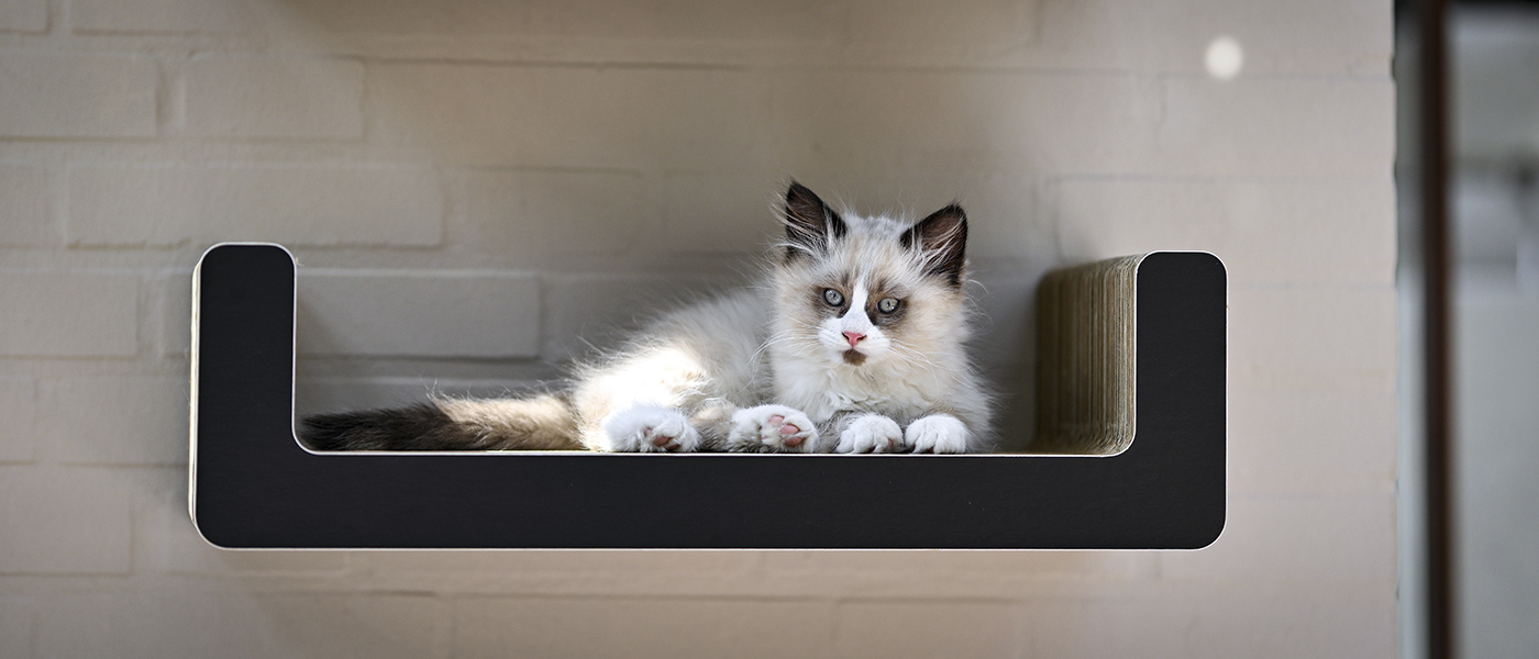 partnerprogramm-affiliate-cat-on partnerprogramm-affiliate-cat-on