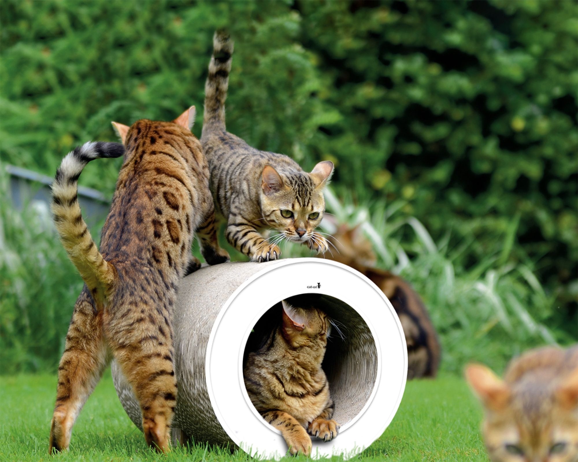 Mehrere Katzen spielen und kratzen im Katzentunnel LE TUBE – Kratzstamm aus Wellpappe, Design-Katzenmöbel, Made in Germany