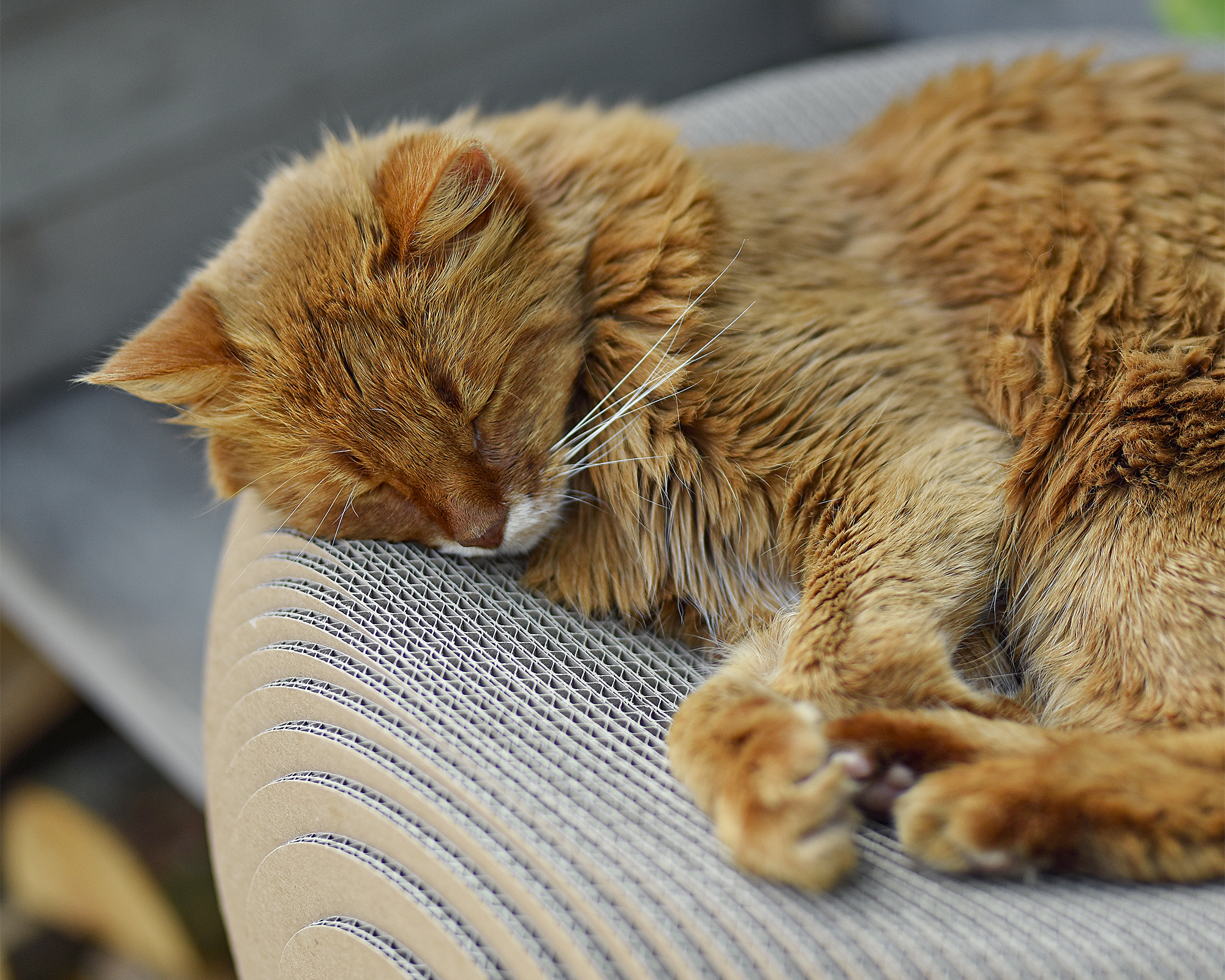 Robuster Katzenkorb LE PLOUFF aus Wellpappe In Handarbeit produzierter Katzenkorb aus Katzenpappe