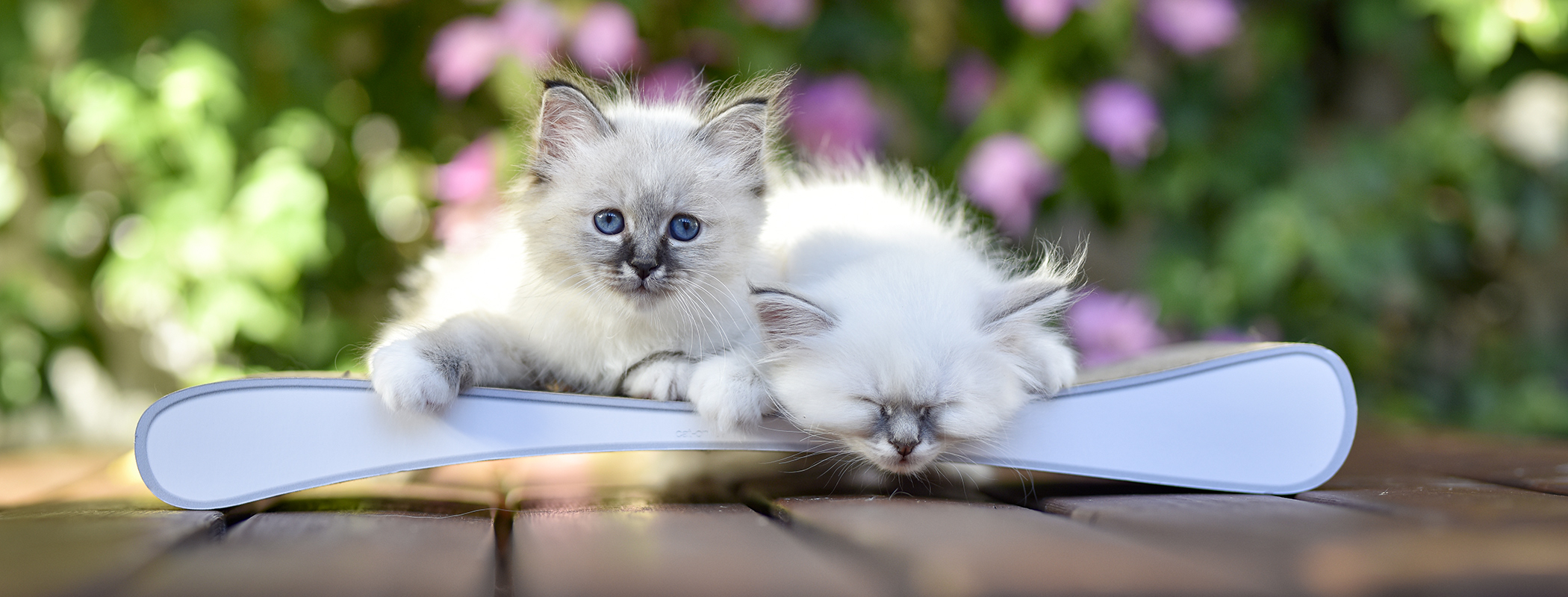 Kleine Katzen mit Design-Katzenmöbeln – Kratzmöbel Grattoir Junio Kleine Katzen spielen und klettern auf modernen Design-Katzenmöbeln und einem Kratzmöbel Grattoir Junior