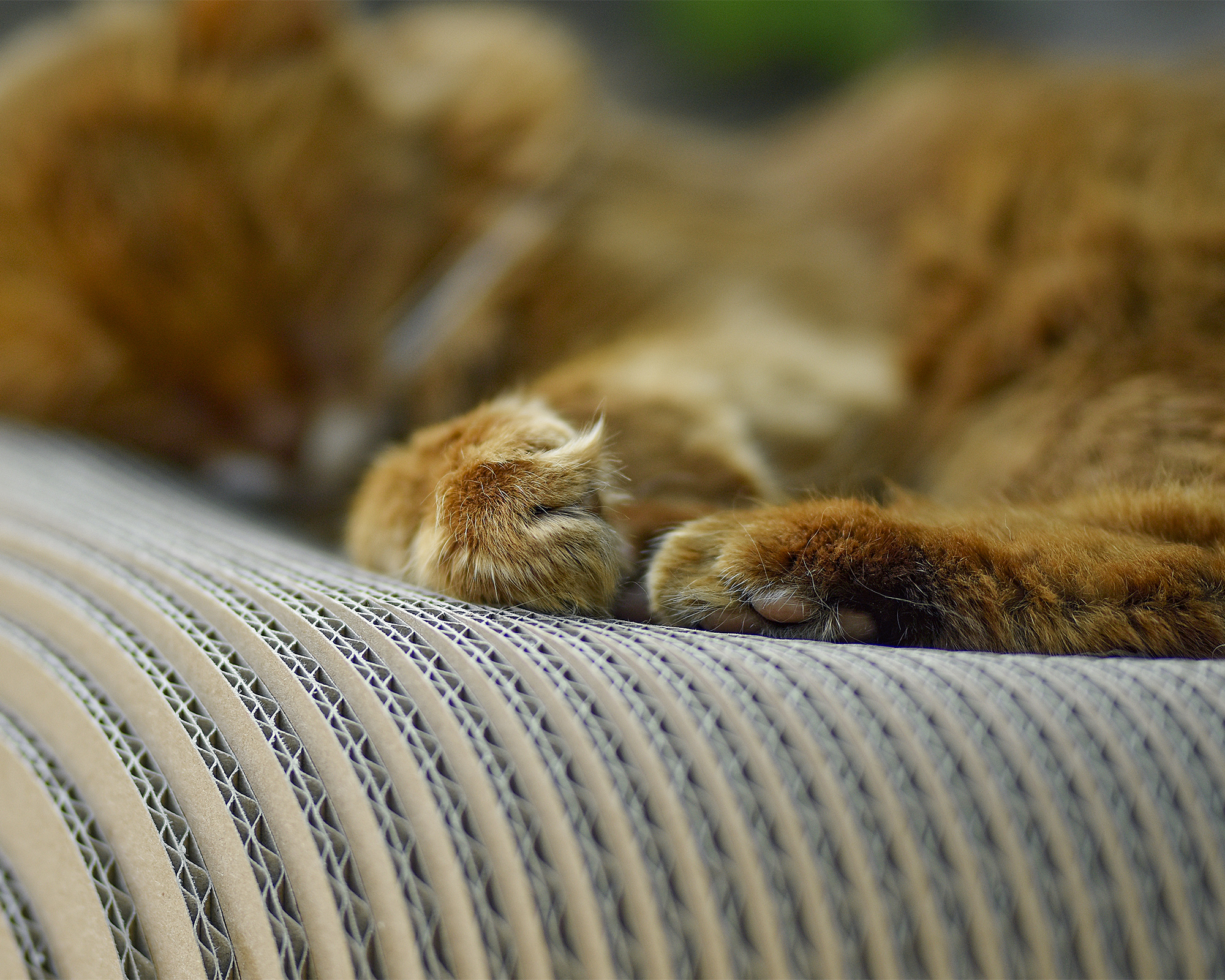 Hochwertiger Katzenkorb aus Wellpappe LE PLOUFF Detailansicht der hochwertigen Kratzpappe Made in Germany