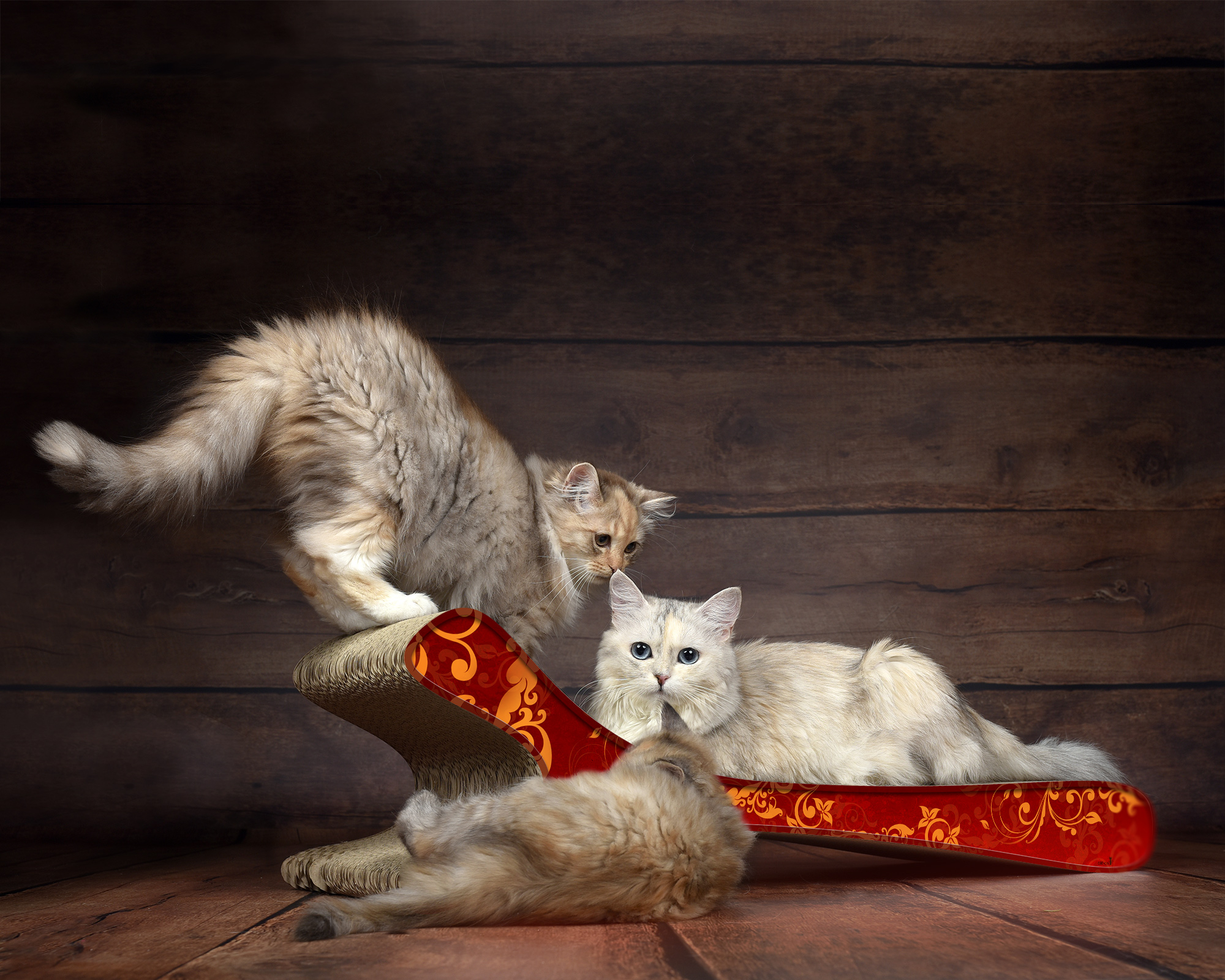 FELINE XL – Designer Kratzbrett, élégance (030)