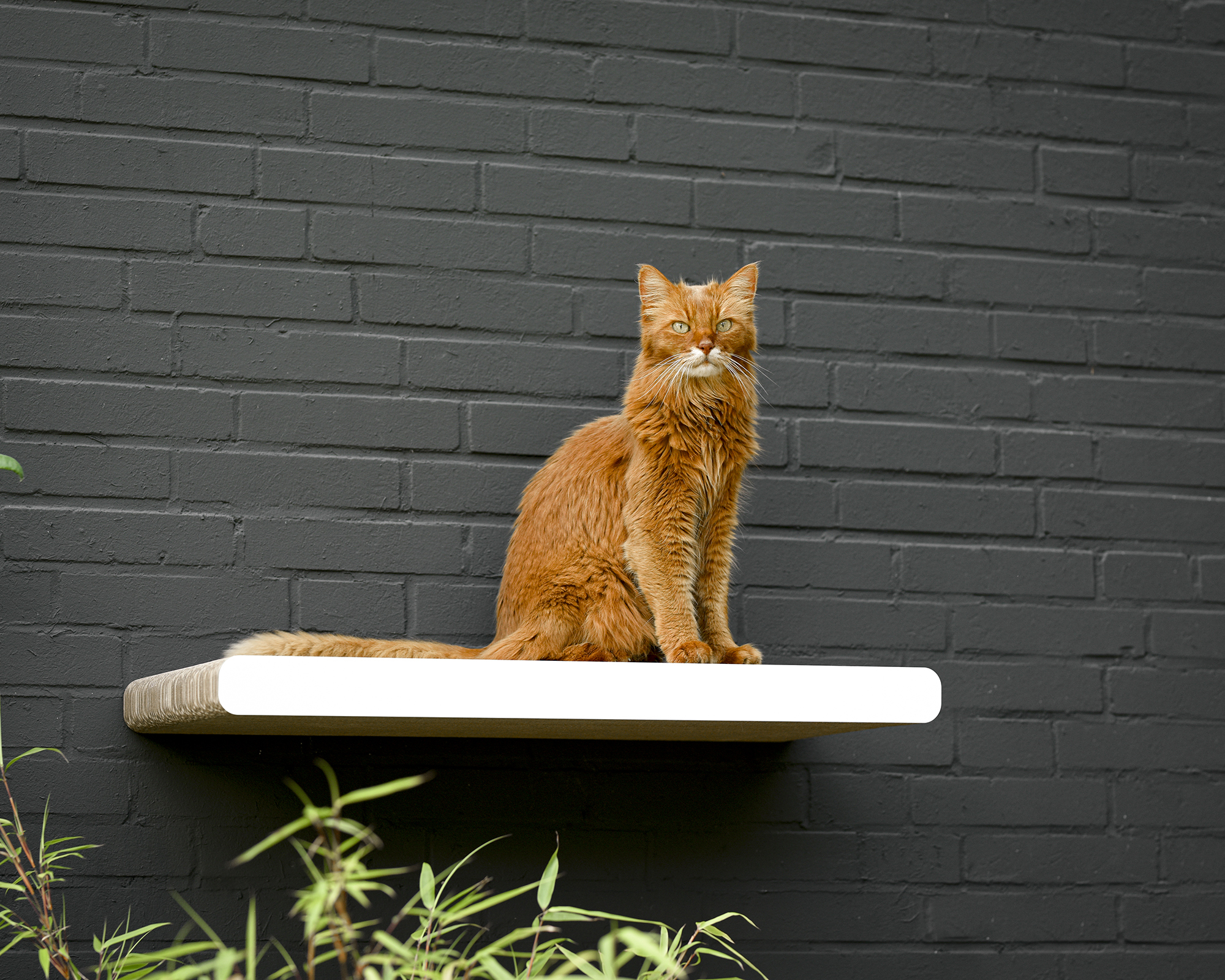 KIM TANA L 75 Design Cat Wall Shelf KIM TANA L 75 Design Cat Wall Shelf