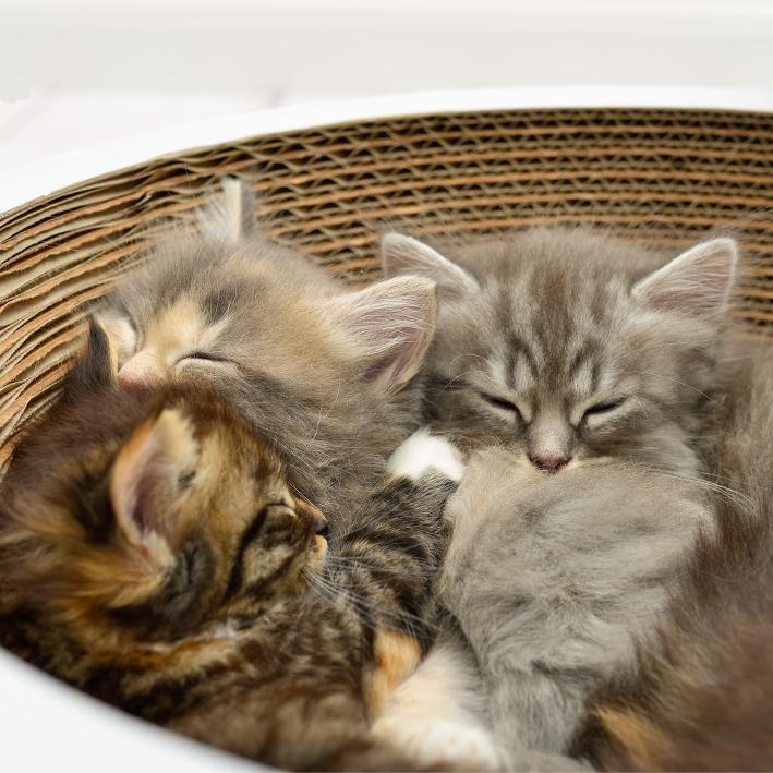 Corrugated cardboard scratcher