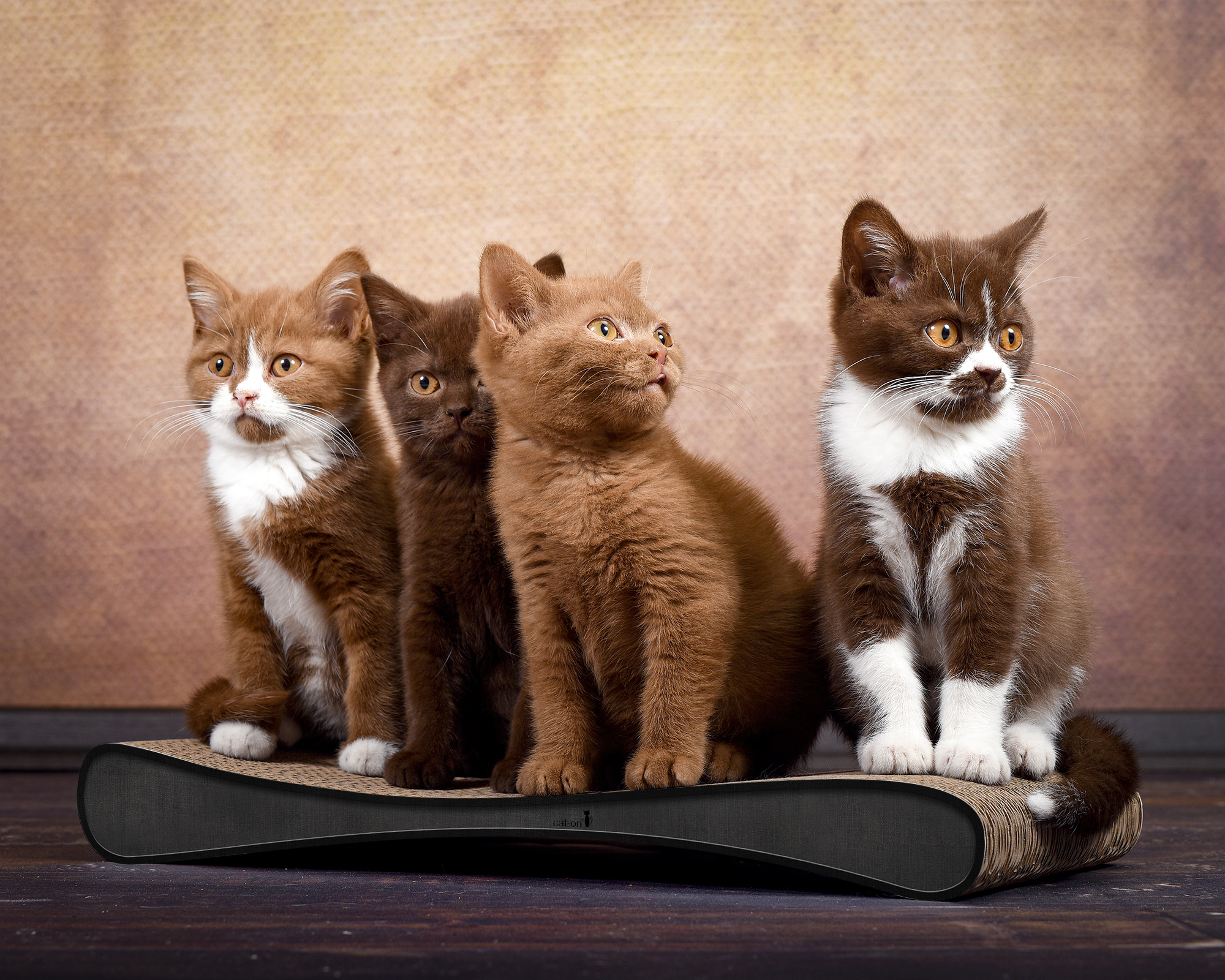 Kleines süßes Kratzbrett für Katzen aus Wellpappe – cat-on GRATTOIR JUNIOR schwarz-meliert  Mehrere kleine Katzen spielen und kratzen auf dem cat-on GRATTOIR JUNIOR Kratzbrett aus schwarzer Wellpappe breit