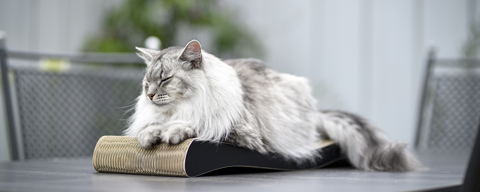 LA OLA cat scratching wave