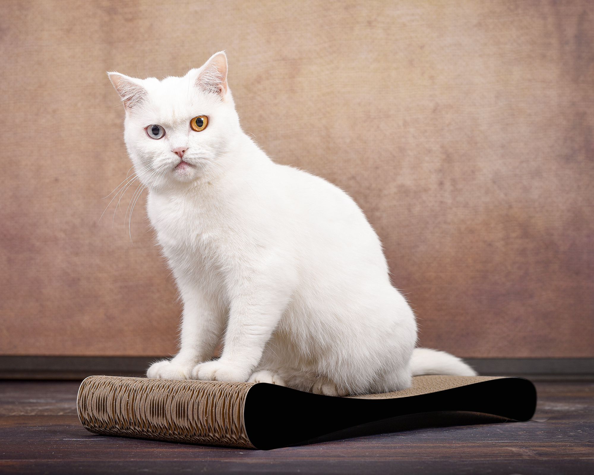 GRATTOIR SLIM LINE design cat scratcher by cat-on, corrugated cardboard furniture with cat on top