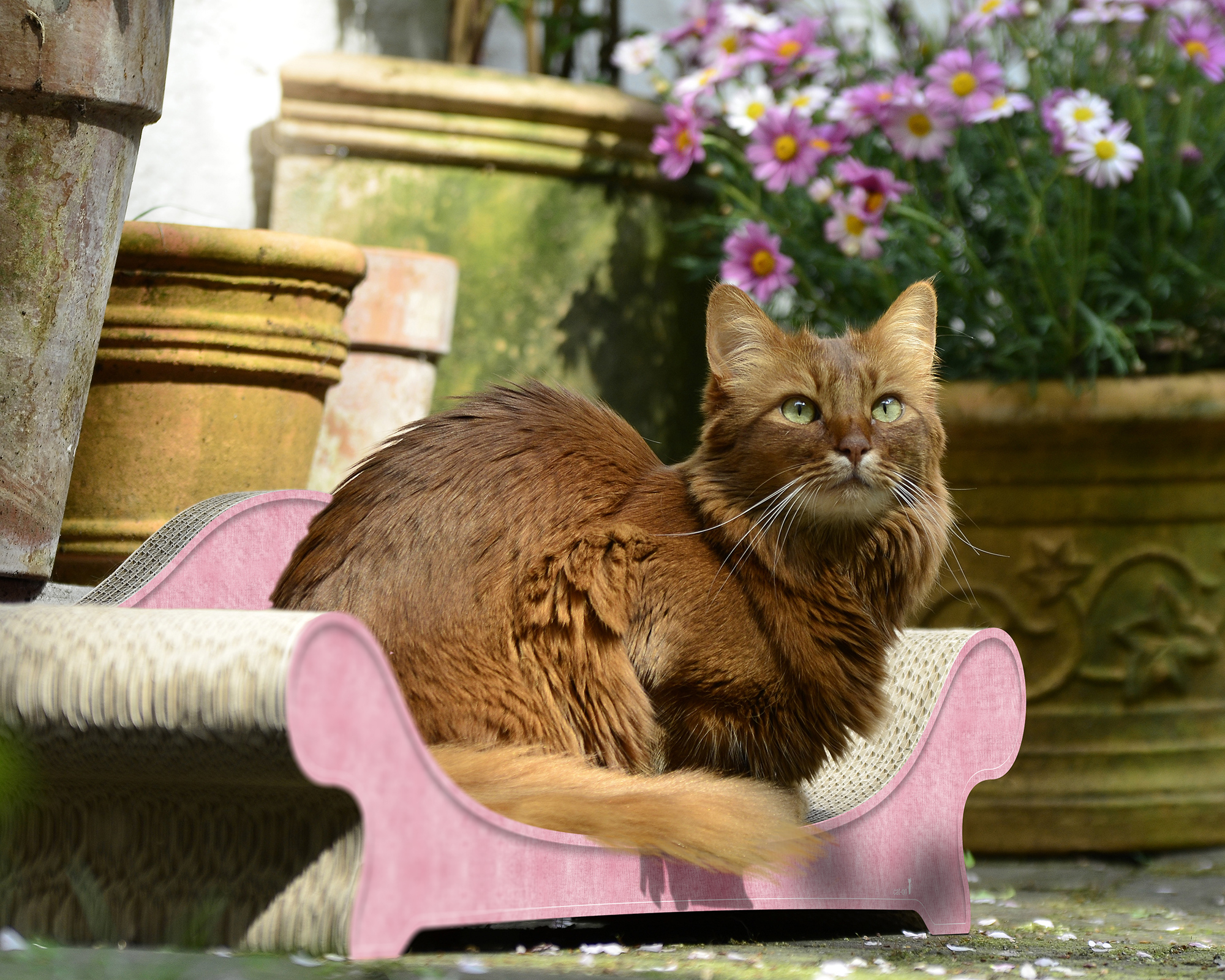 LE CANAPÉ PLUS Katzensofa von cat-on, mit Katze auf Katzenmoebel aus Wellpappe