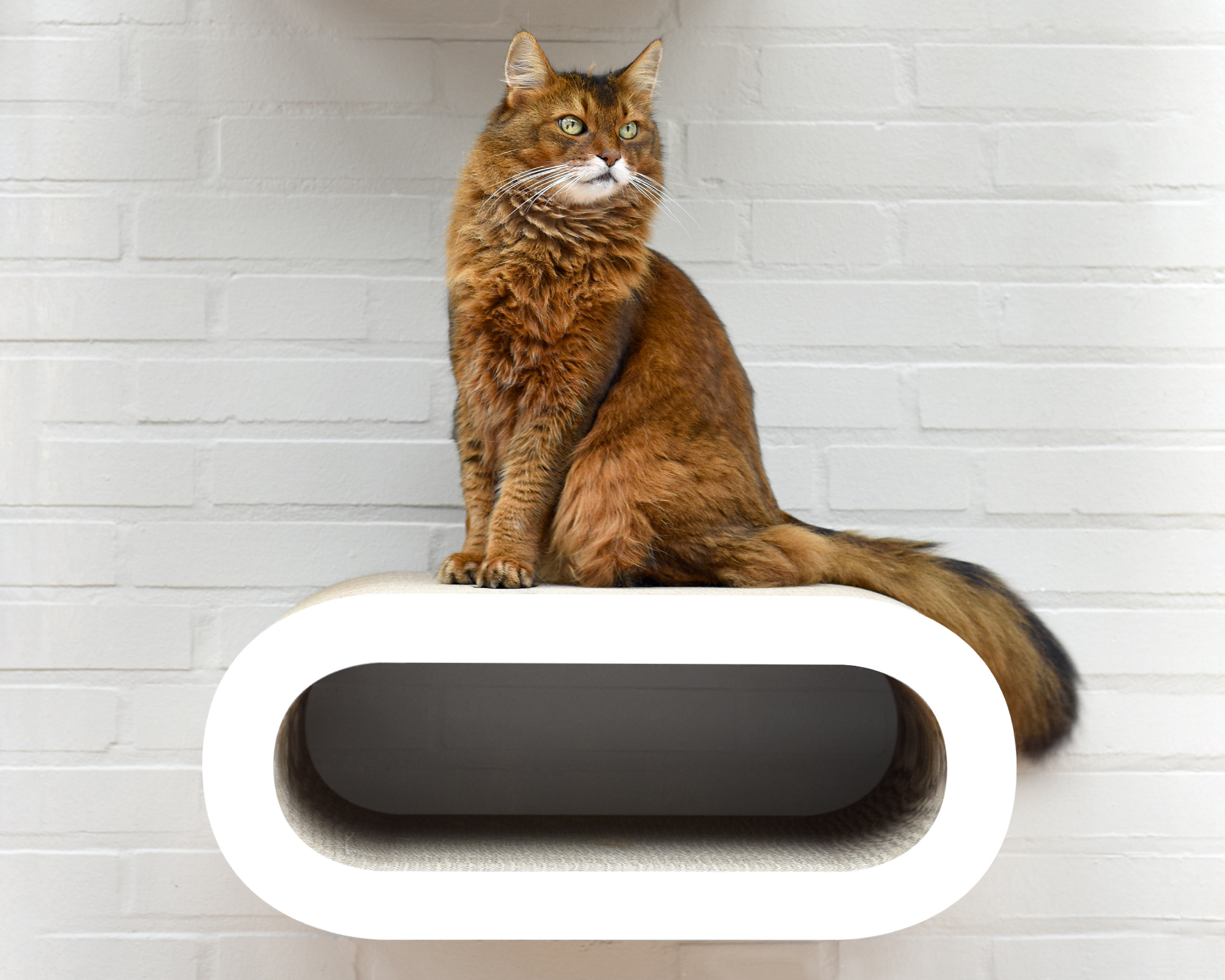 LE MAITRE WALL-KIT griffoir mural, blanc brillant (000x) LE MAITRE WALL-KIT griffoir mural, blanc brillant (000x)