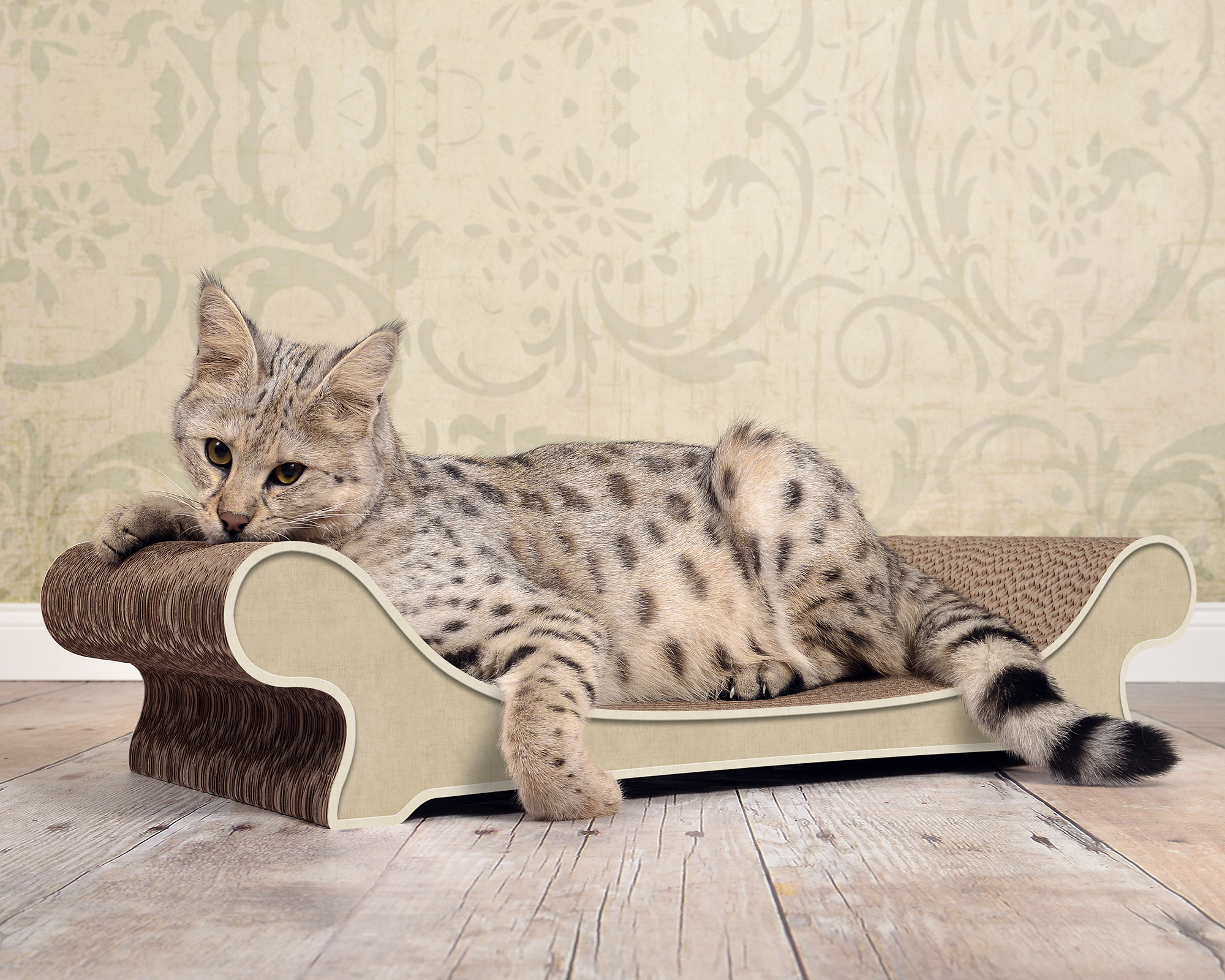 Katze ruht auf dem LE CANAPÉ PLUS Katzensofa in Hell Beiges Kratzmoebel Katzen – hochwertiges Design aus deutscher Kratzpappe.