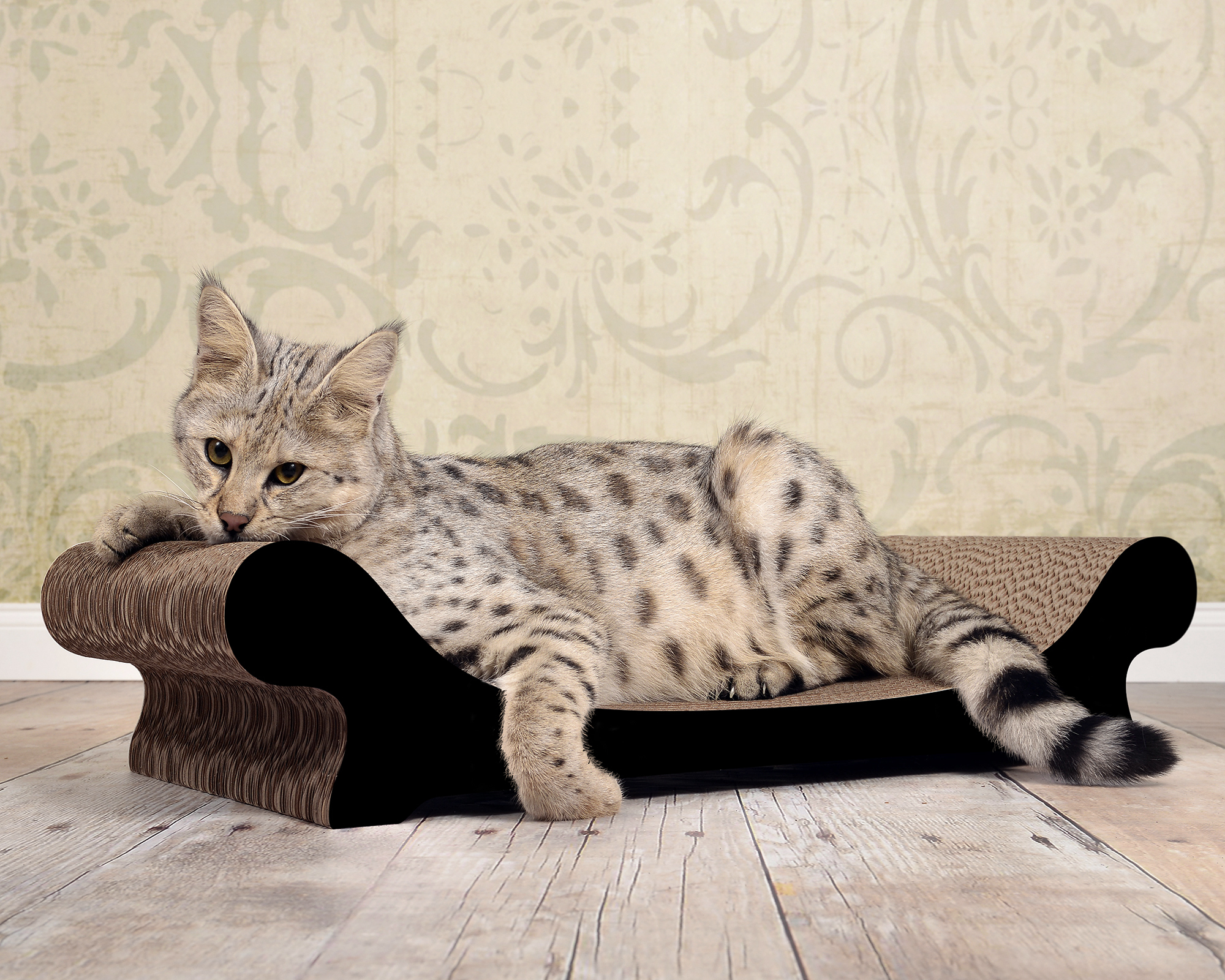 LE CANAPÉ PLUS Katzensofa von cat-on, mit Katze auf Katzenmoebel aus Wellpappe