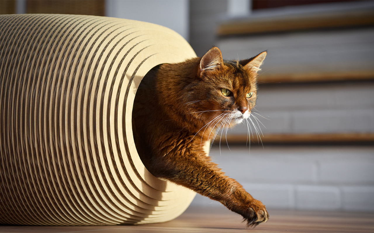 Modernes Kratzmöbel für große Katzen – stilvoll und funktional Große Katze steigt aus modernem Design-Kratzmöbel aus Wellpappe.