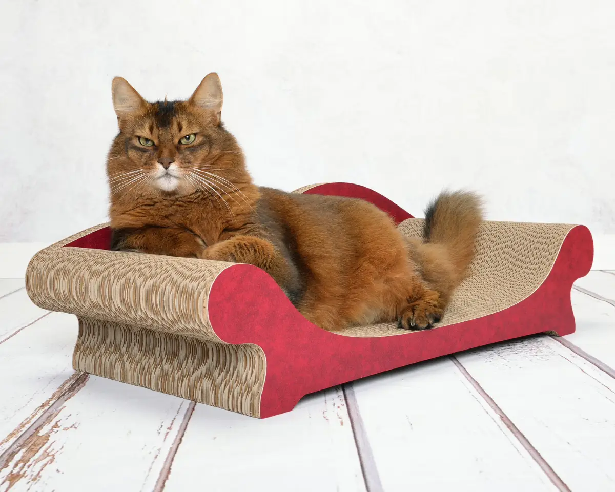 Chat détendu allongé sur un mobilier à griffer moderne et stylé en carton ondulé