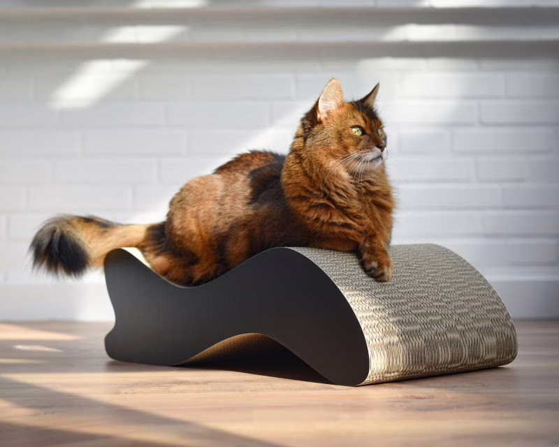 Stylisches Katzenmöbel – Relax & Design für Katzen Katze entspannt auf stylischem Design-Katzenmöbel aus Wellpappe