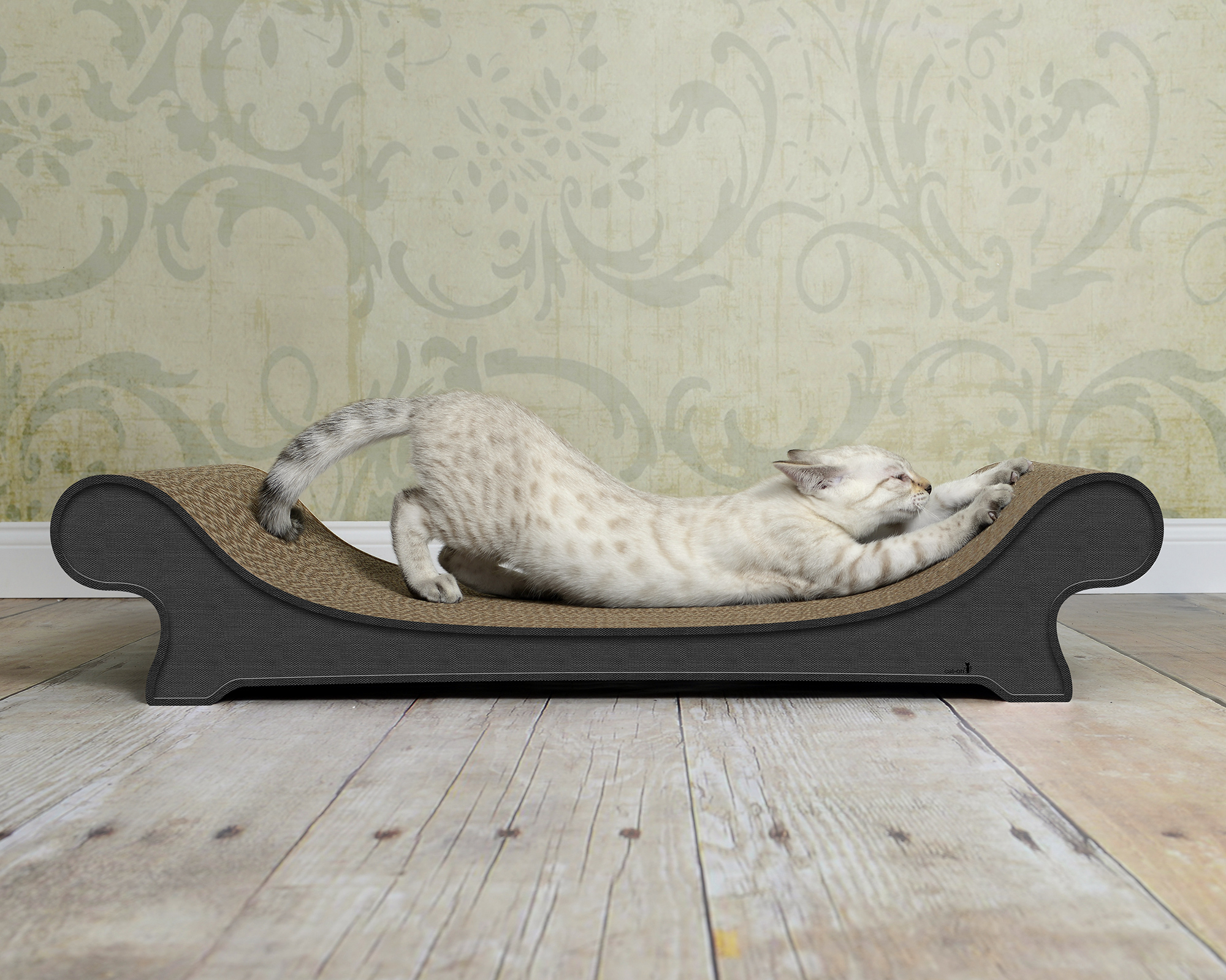 Katze erkundet das LE CANAPÉ PLUS von cat-on in Farbe Anthrazit Made in Germany – stilvolles, langlebiges Katzenmöbel.