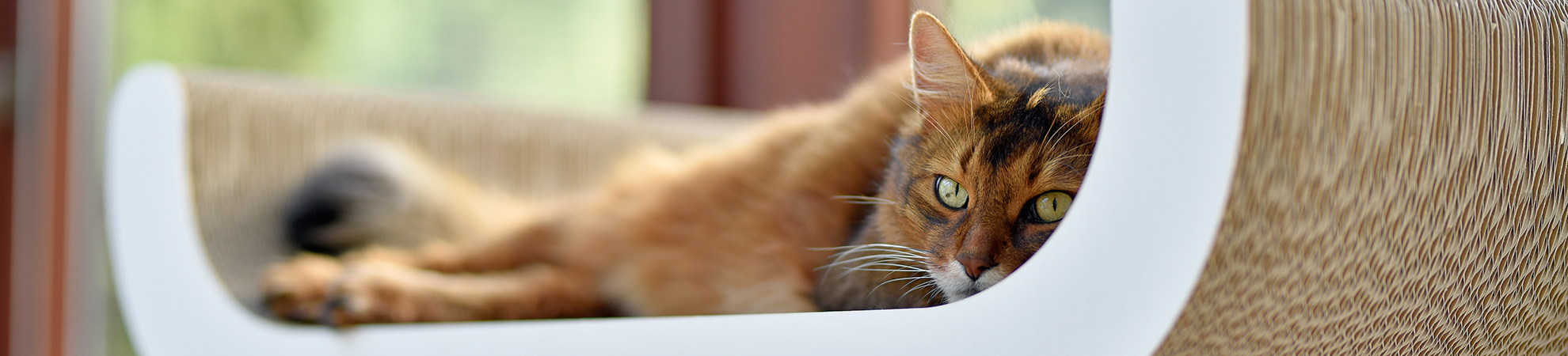 Corbeille-Aufsatz - Design Kratzbaum, dunkelgelb (004e)