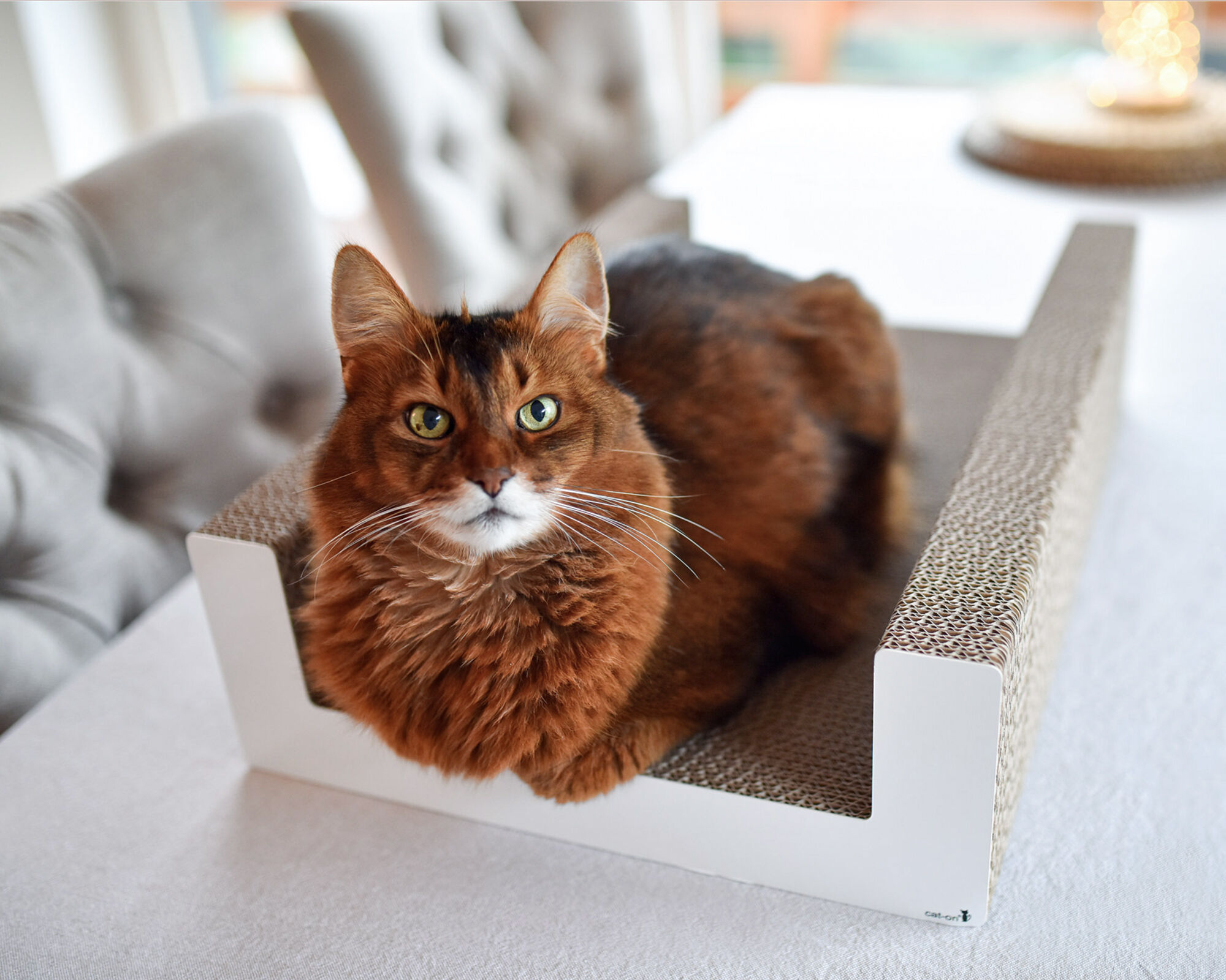 Cat on PURRFECT SCRATCH LOUNGE – stylish cardboard scratching board A cat relaxing and scratching on the PURRFECT SCRATCH LOUNGE – a modern designer scratching lounge made of sustainable corrugated cardboard for cats.
