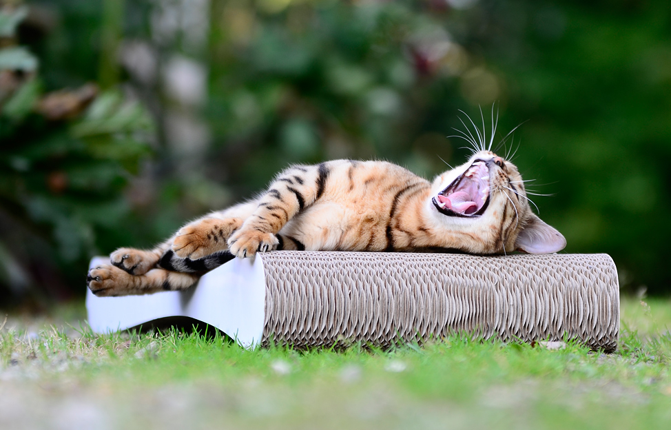 cat-on-dk-9208iogiopcmhuwlb0195f