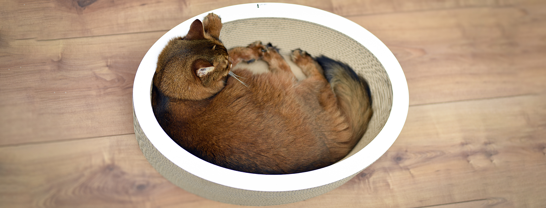 LOVALE Katzenschale, weiß gestrichen (000x) LOVALE Katzenschale, weiß gestrichen (000x)