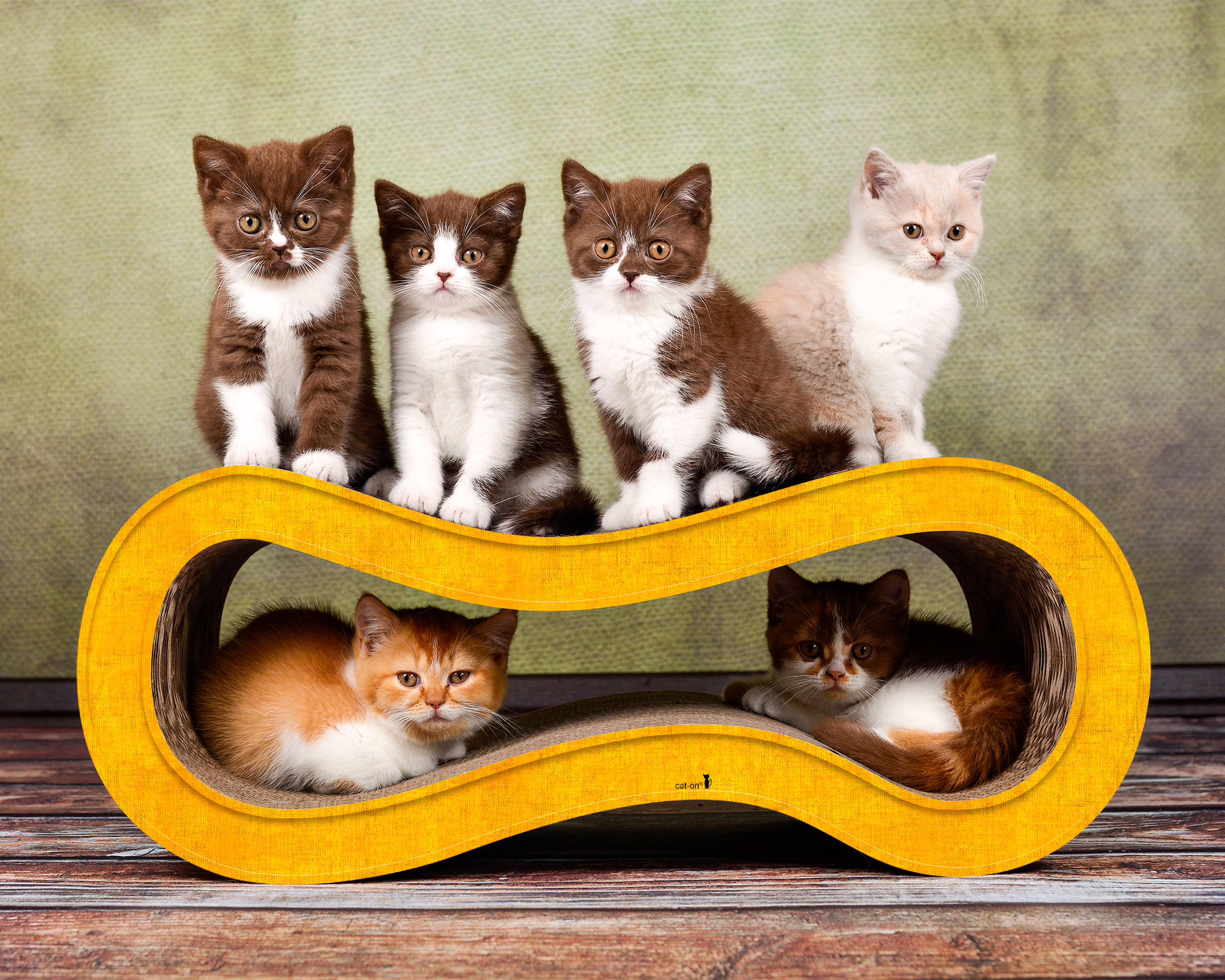 Devenez partenaire B2B cat-on Devenez partenaire B2B cat-on – chat regardant la caméra