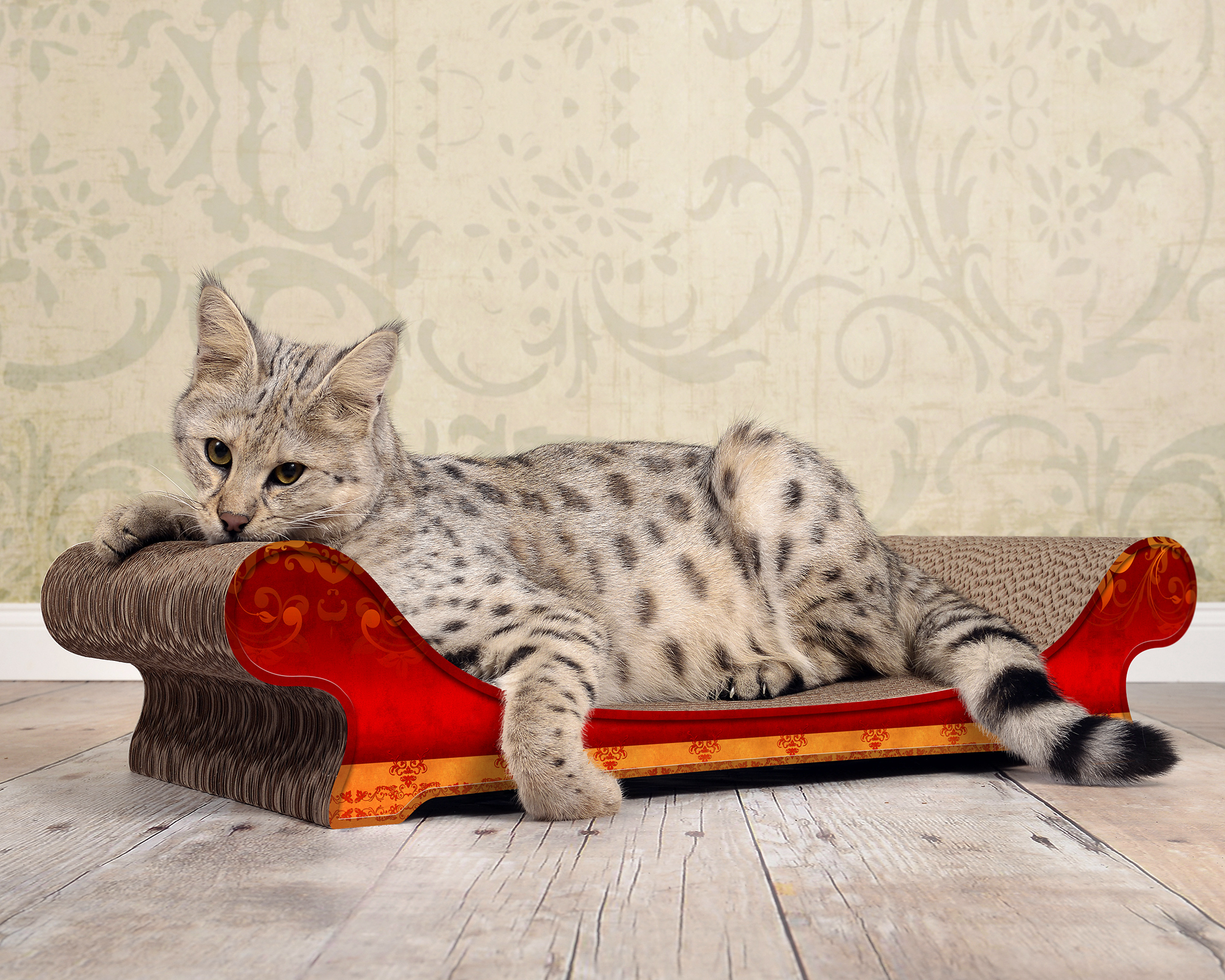 LE CANAPÉ PLUS Katzensofa von cat-on, mit Katze auf Katzenmoebel aus Wellpappe